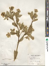 Helleborus foetidus image