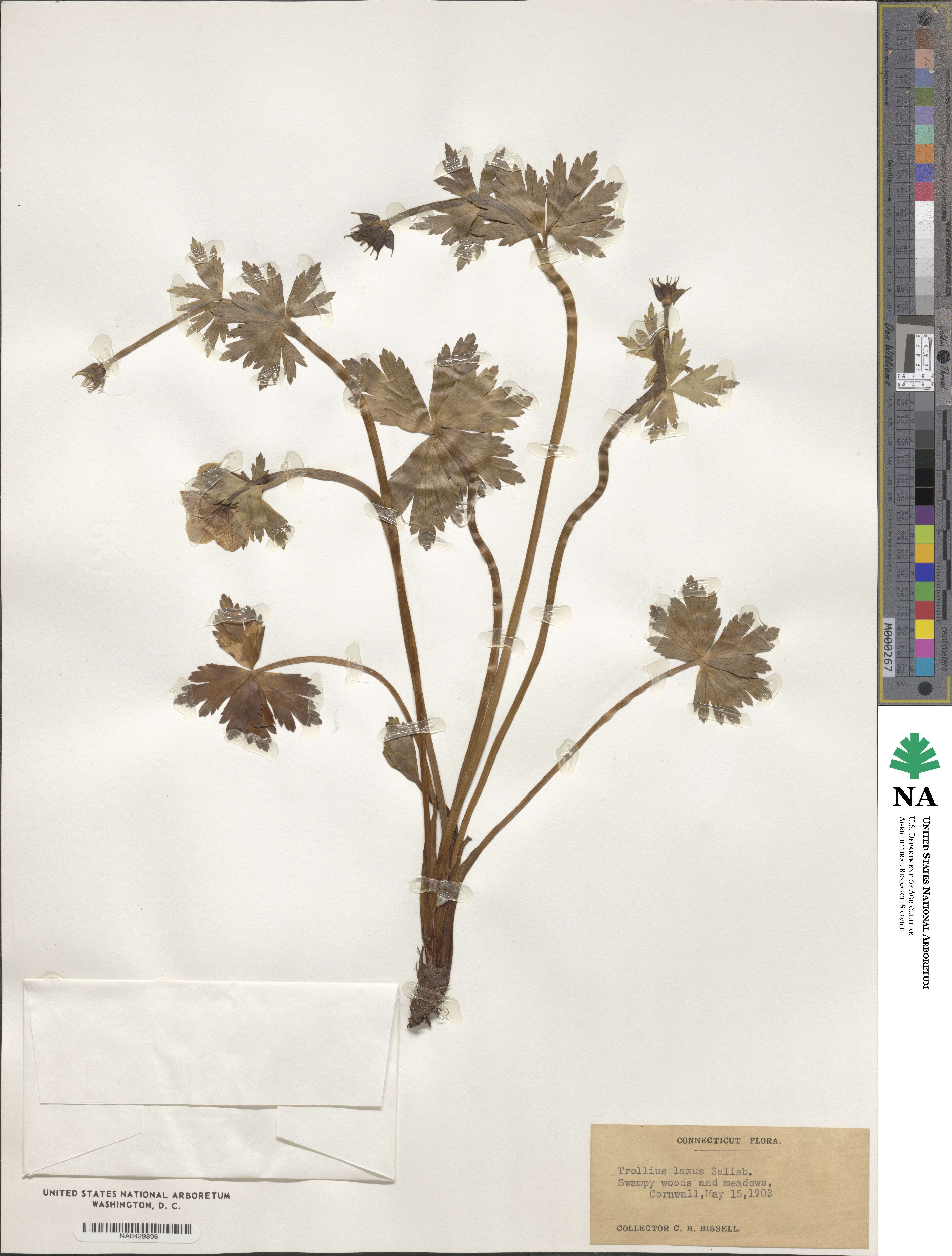Trollius laxus image