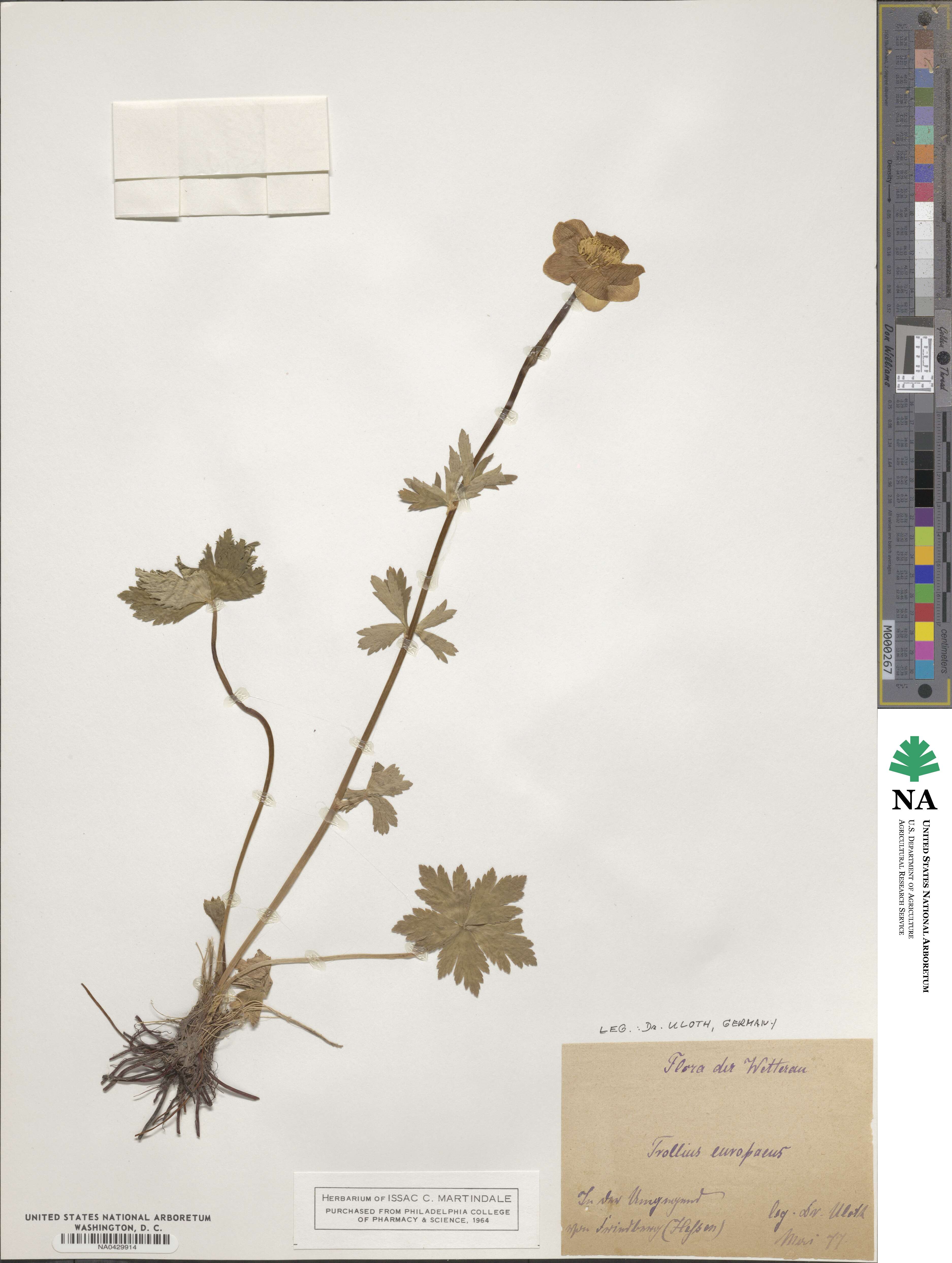Trollius europaeus image