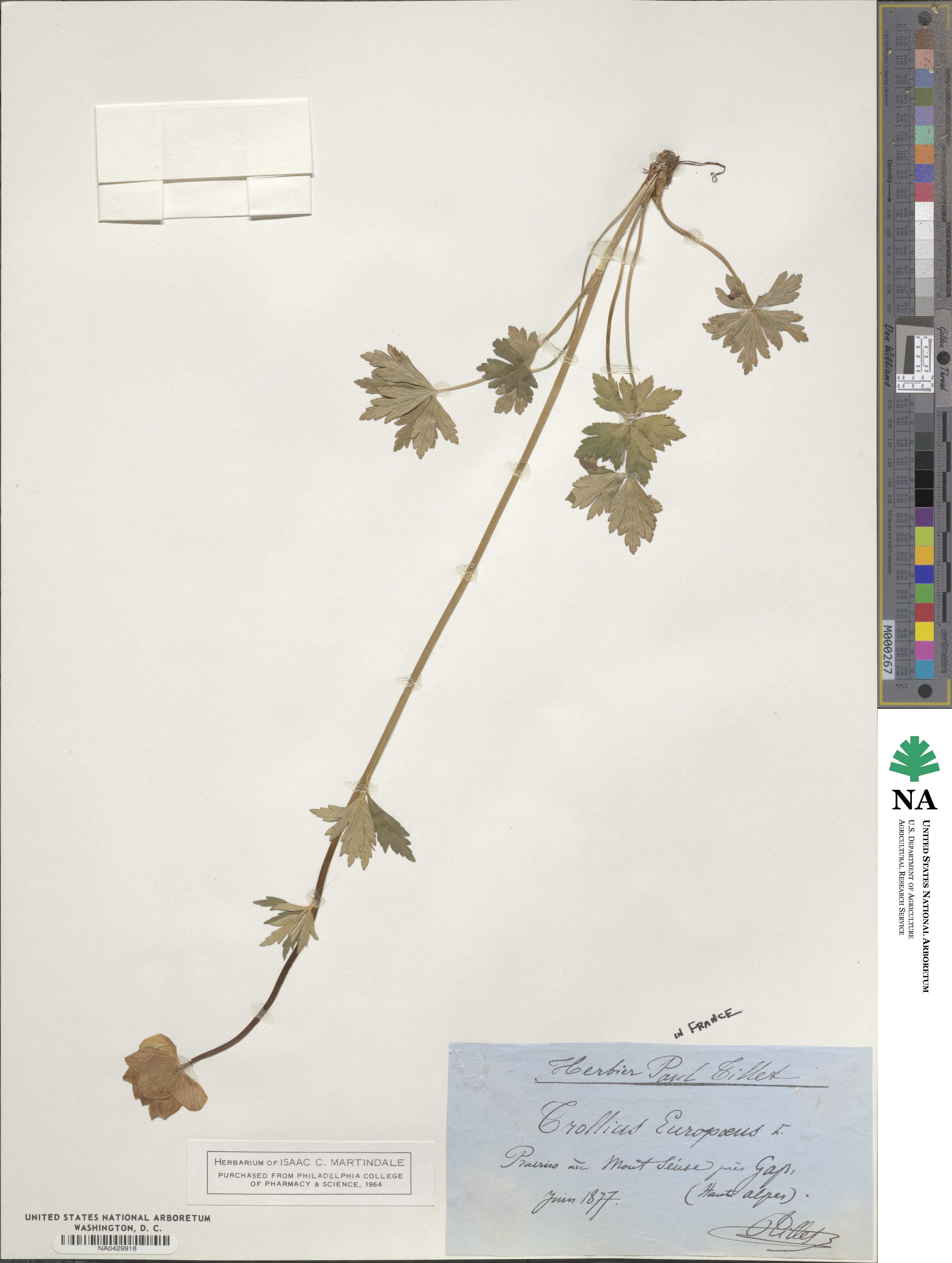 Trollius europaeus image