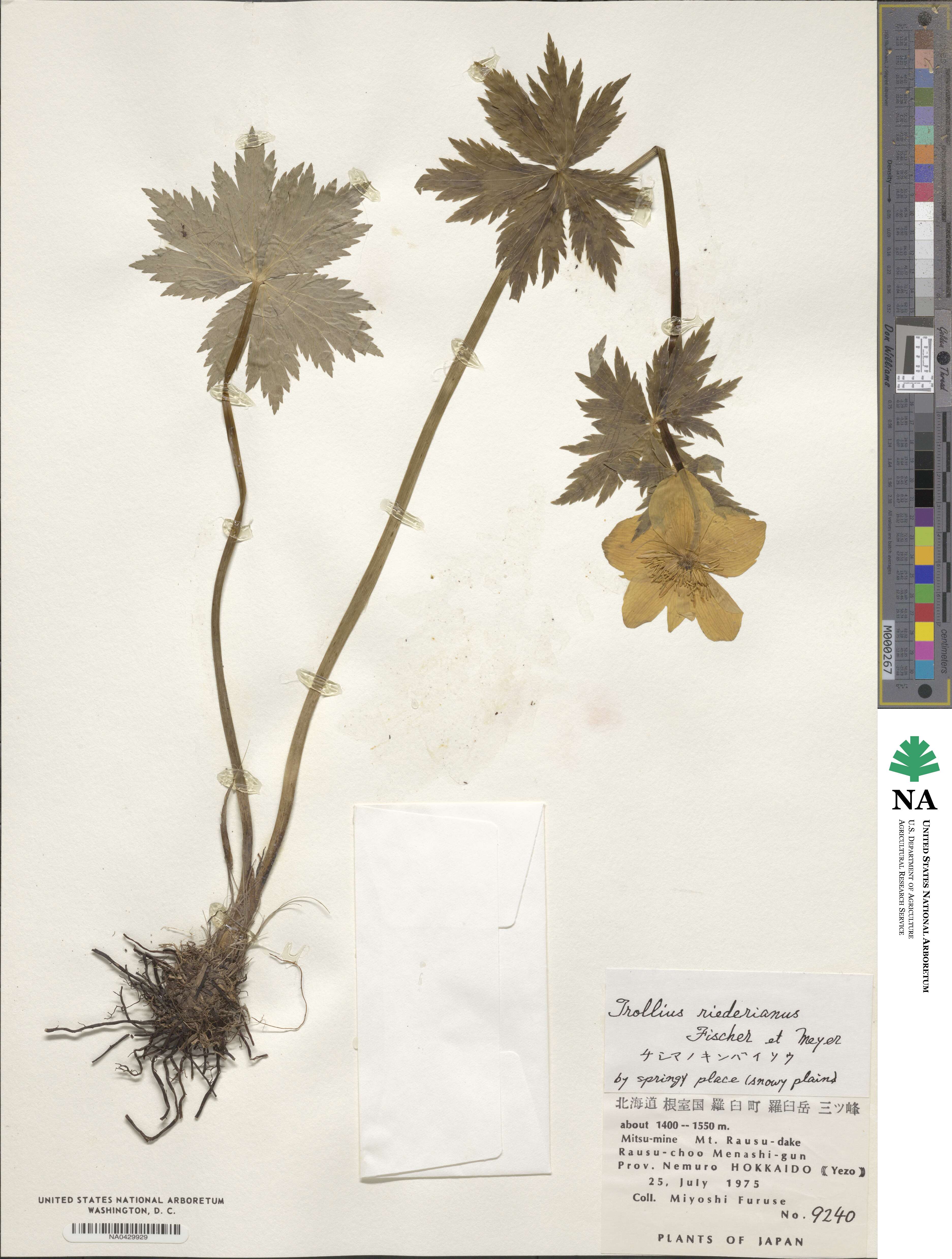 Trollius riederianus image