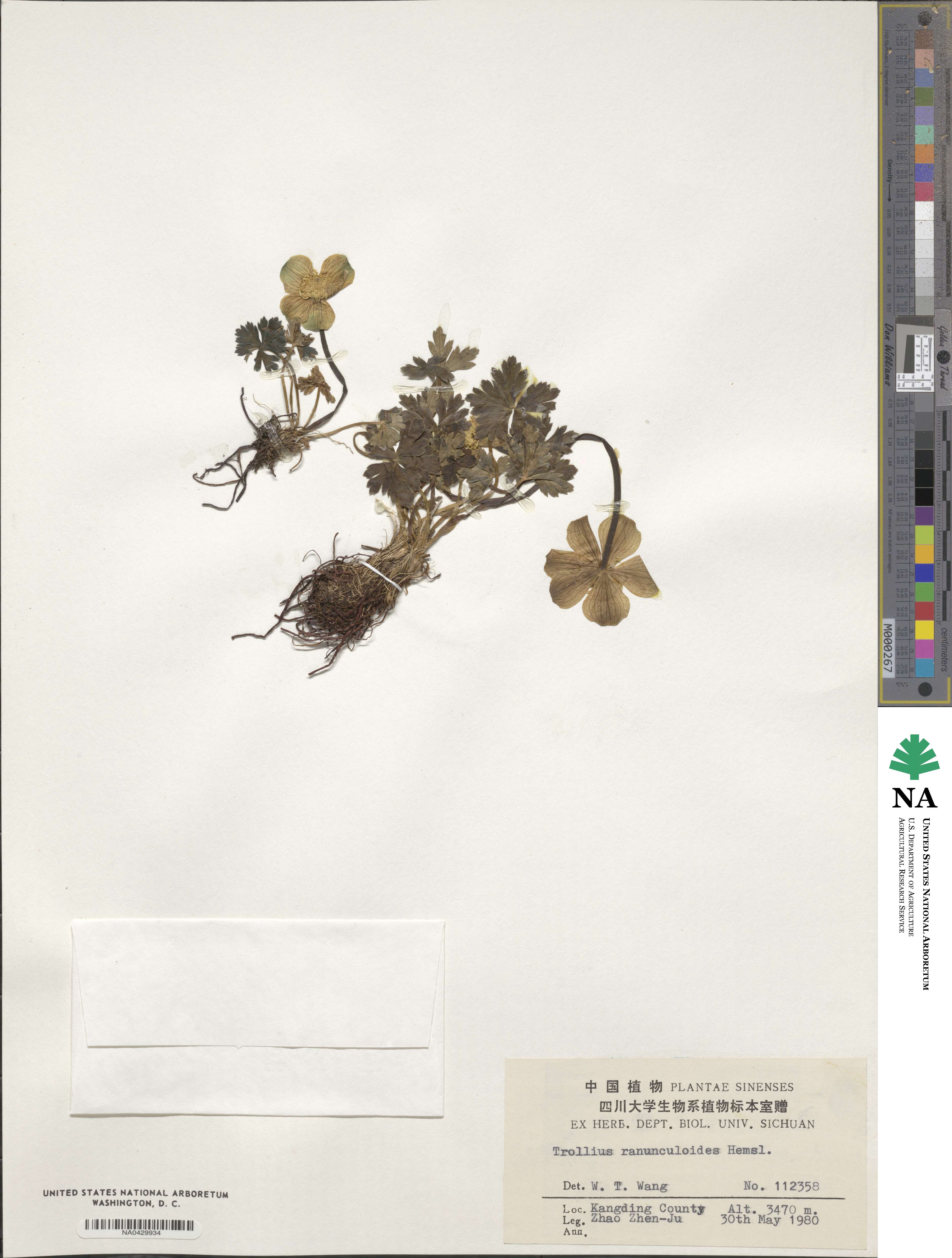 Trollius ranunculoides image