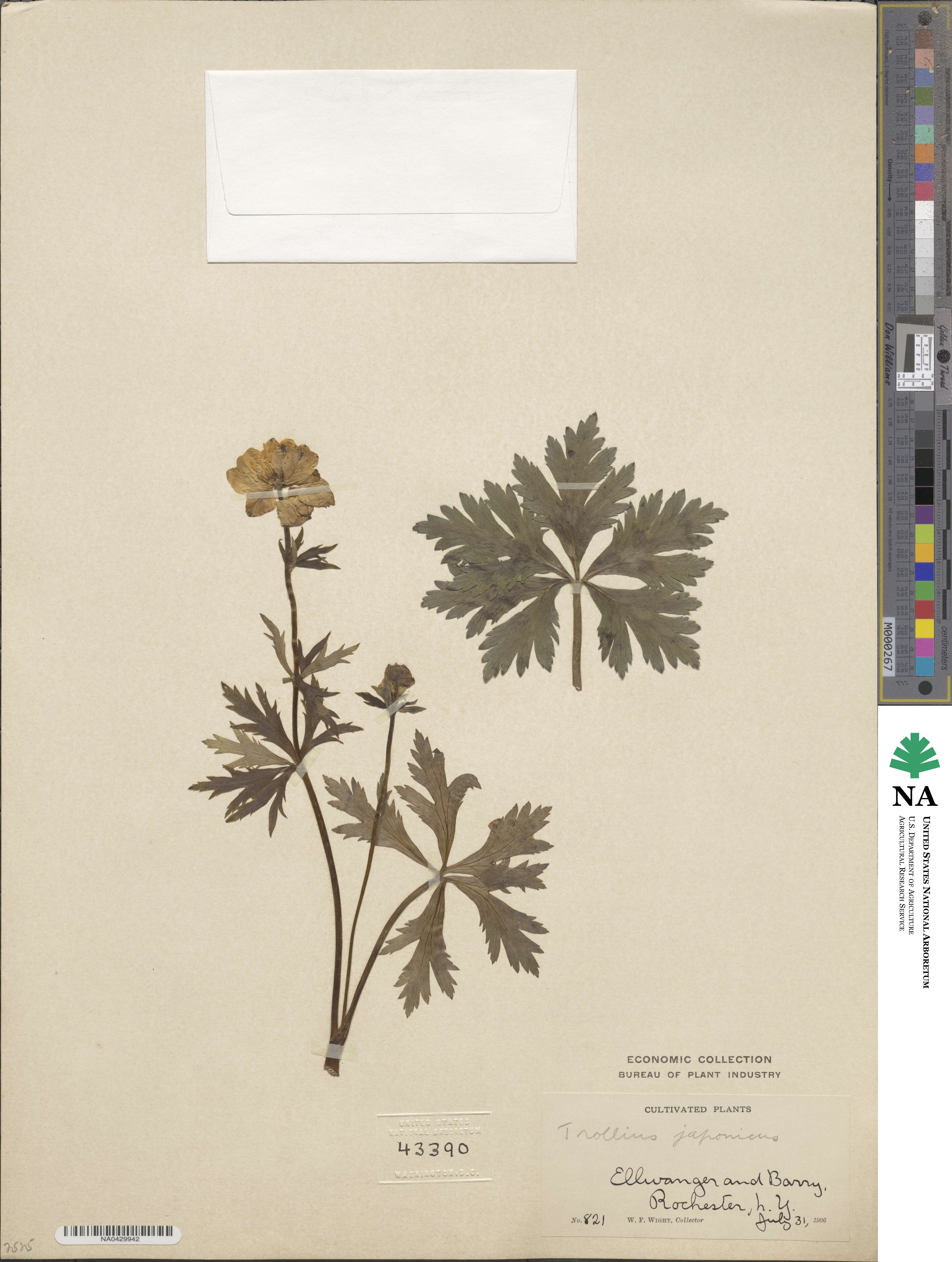 Trollius japonicus image