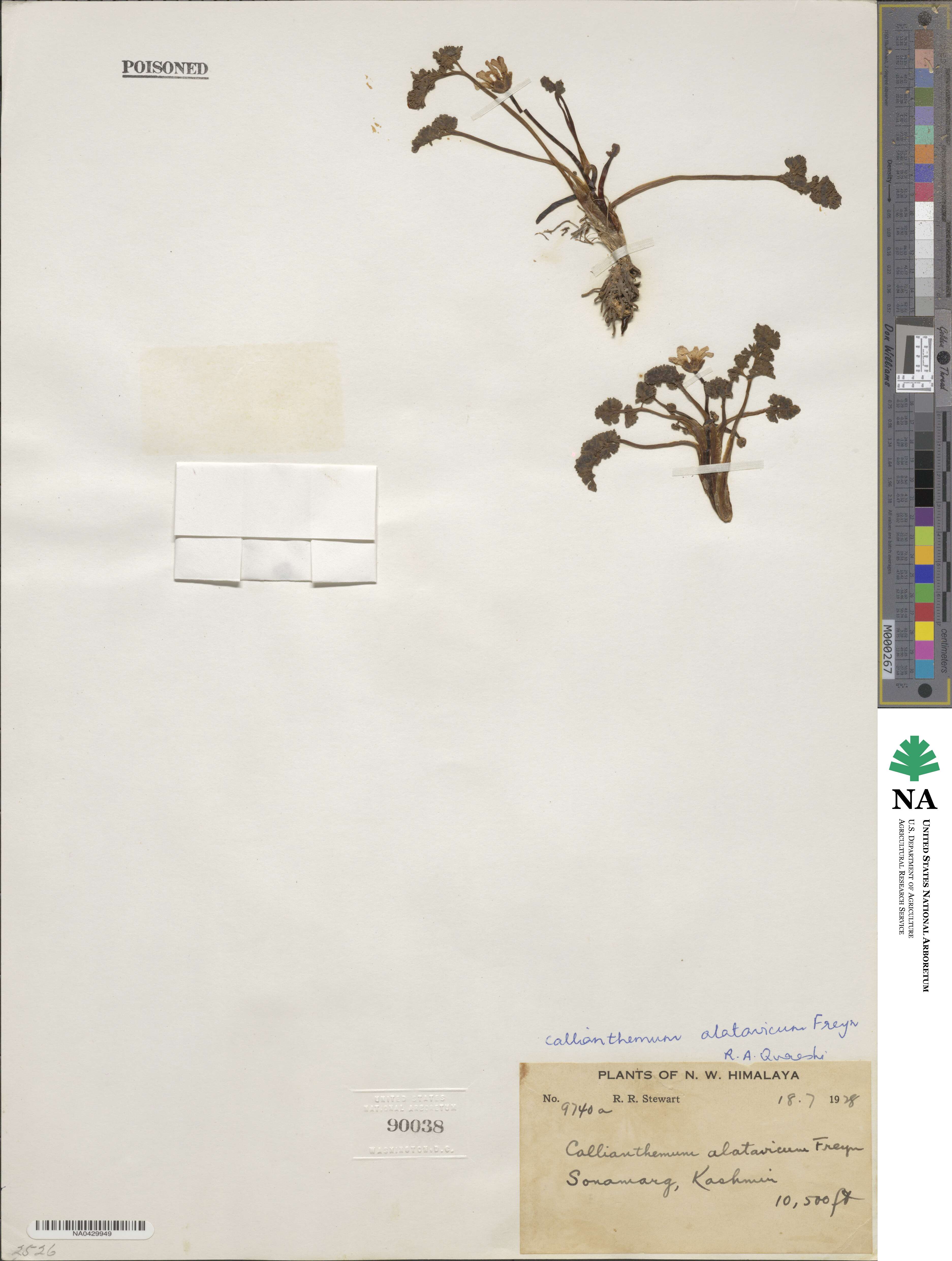 Callianthemum alatavicum image