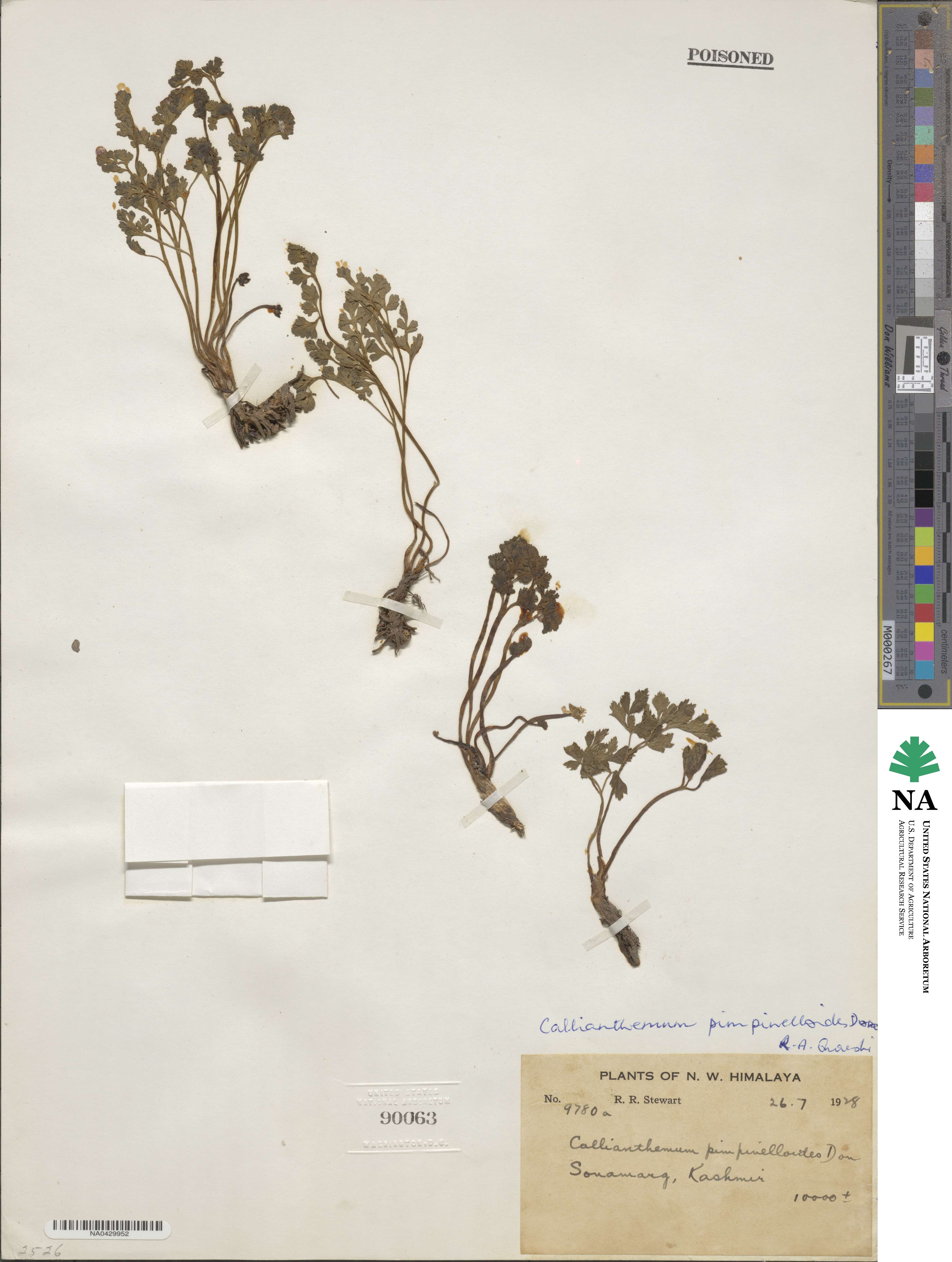 Callianthemum pimpinelloides image