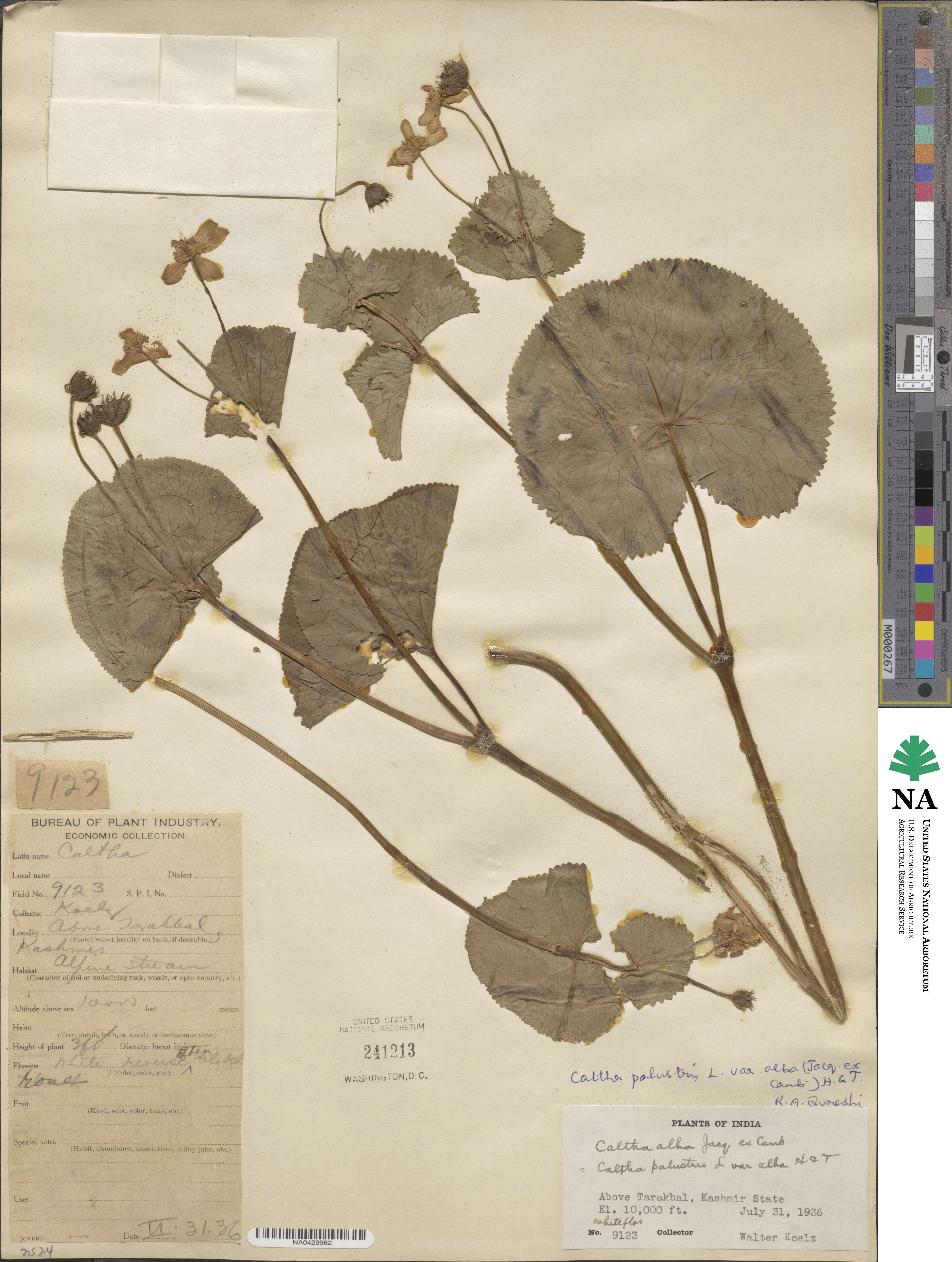 Caltha alba image