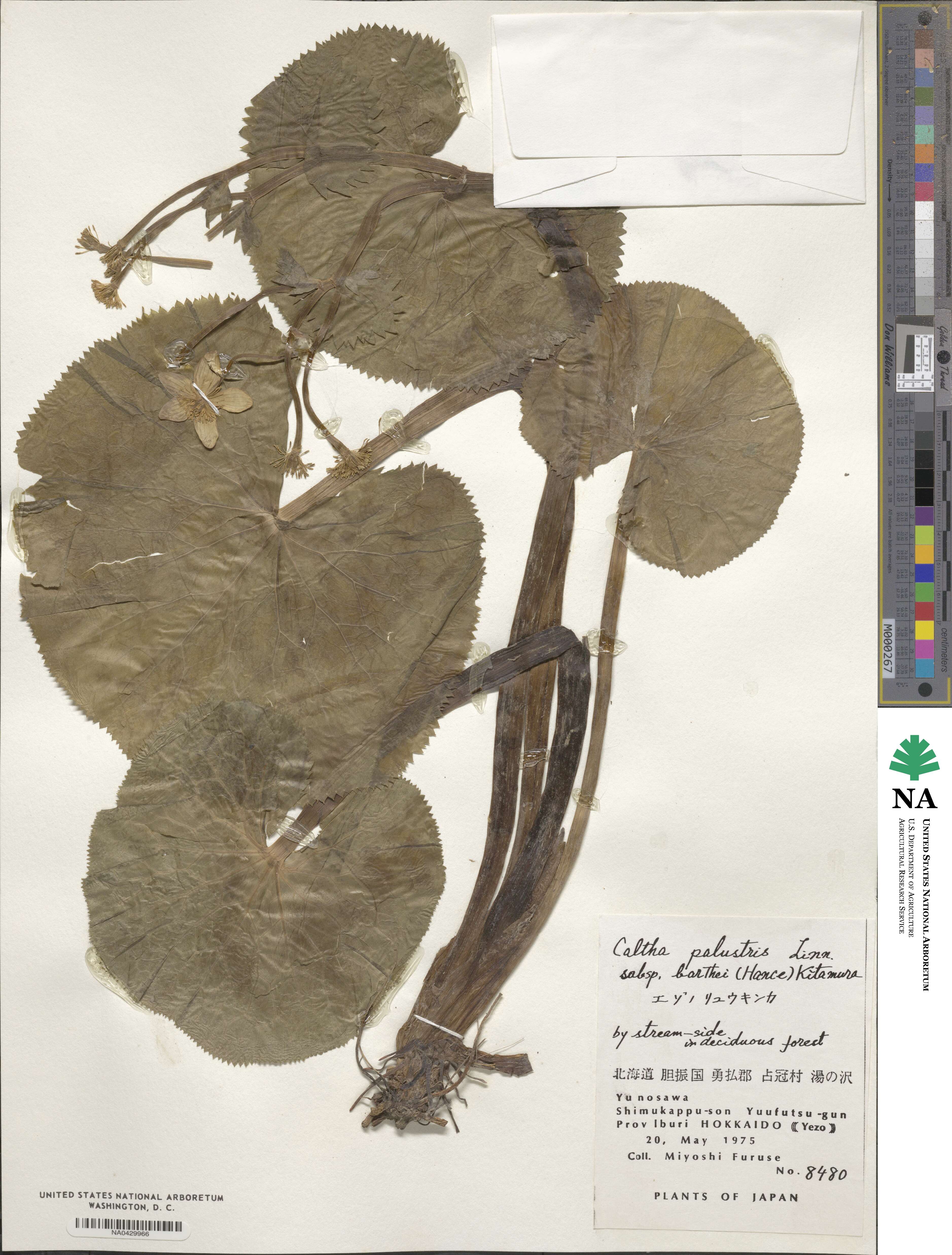 Caltha palustris image