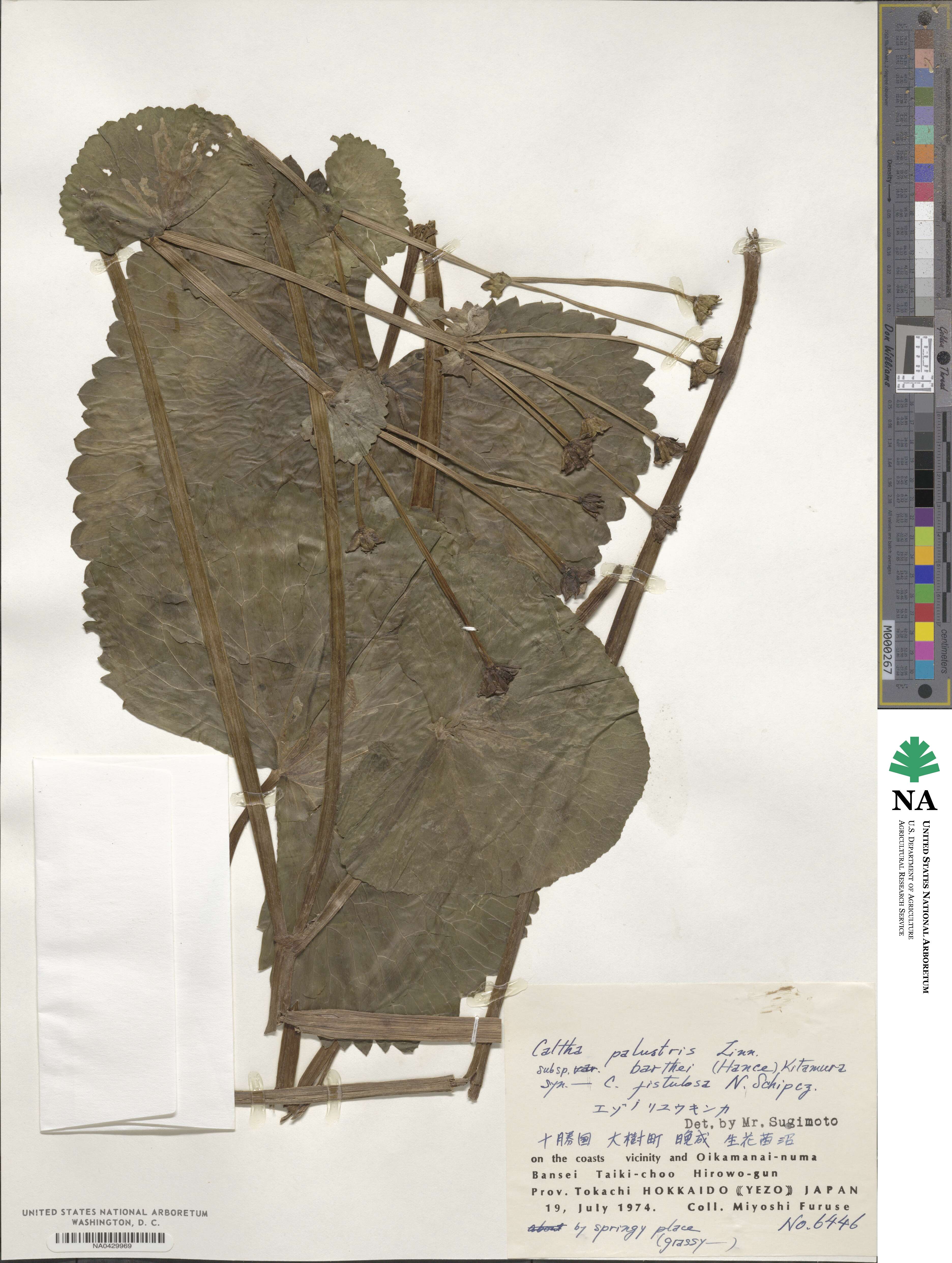Caltha palustris image