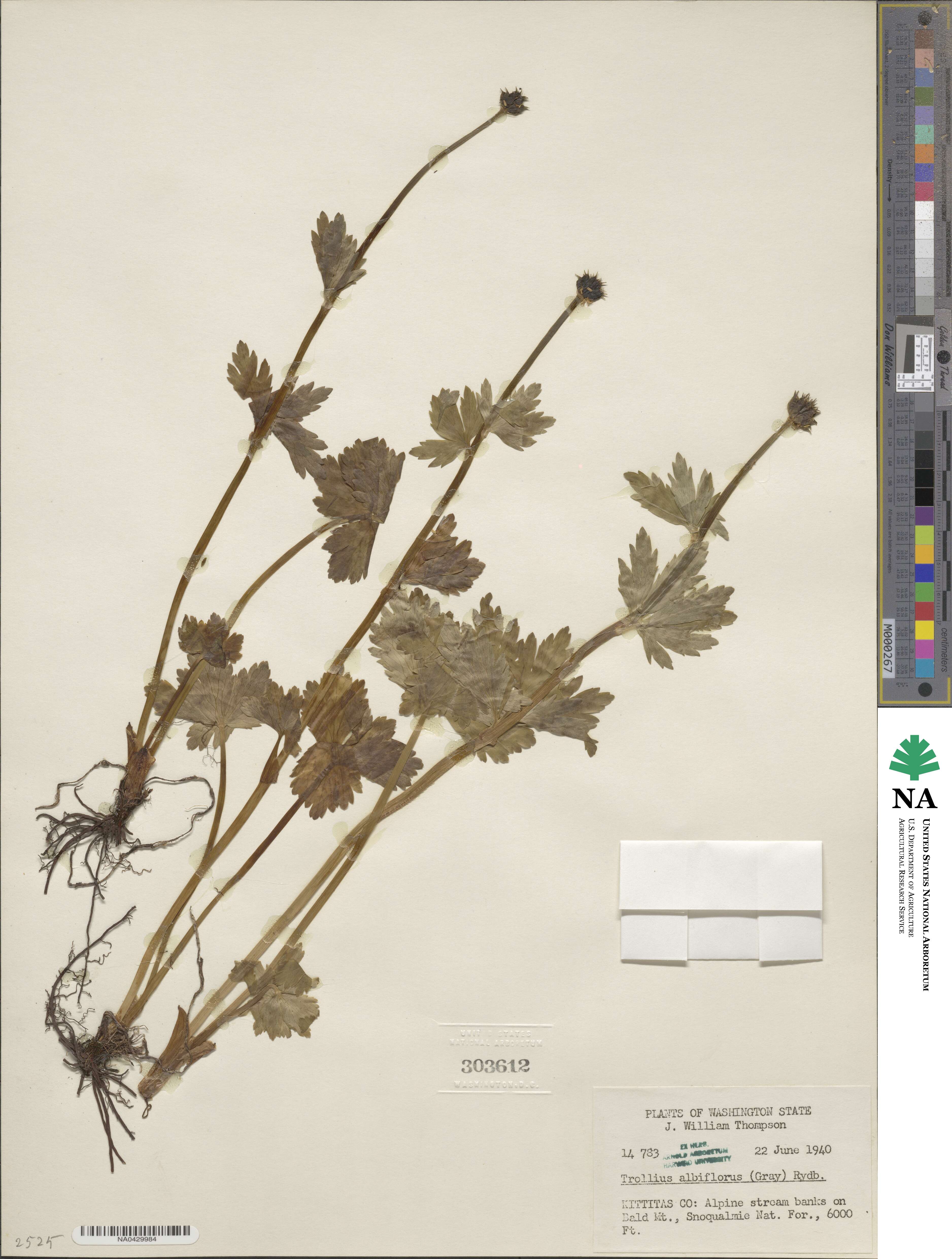Trollius laxus image
