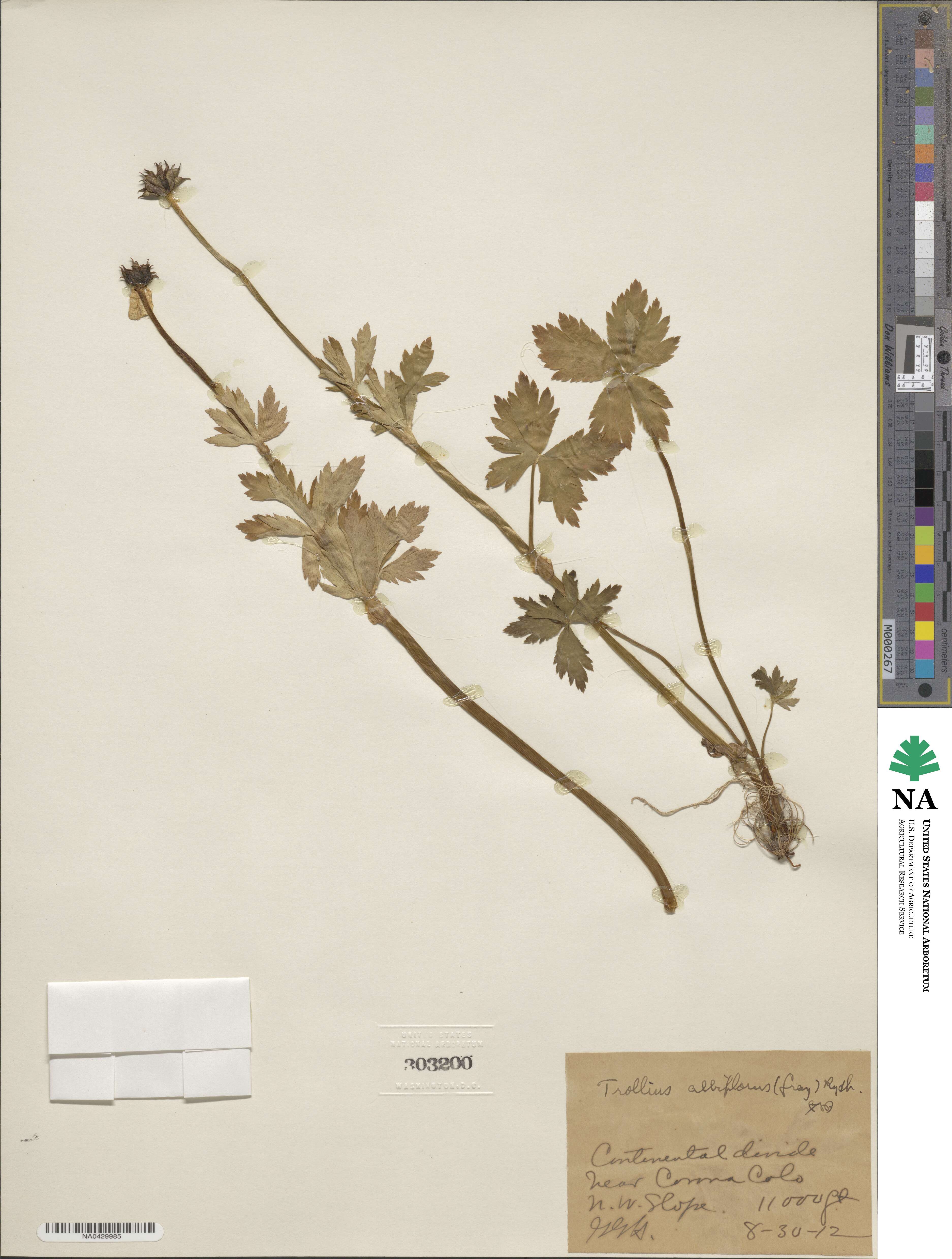 Trollius laxus subsp. albiflorus image