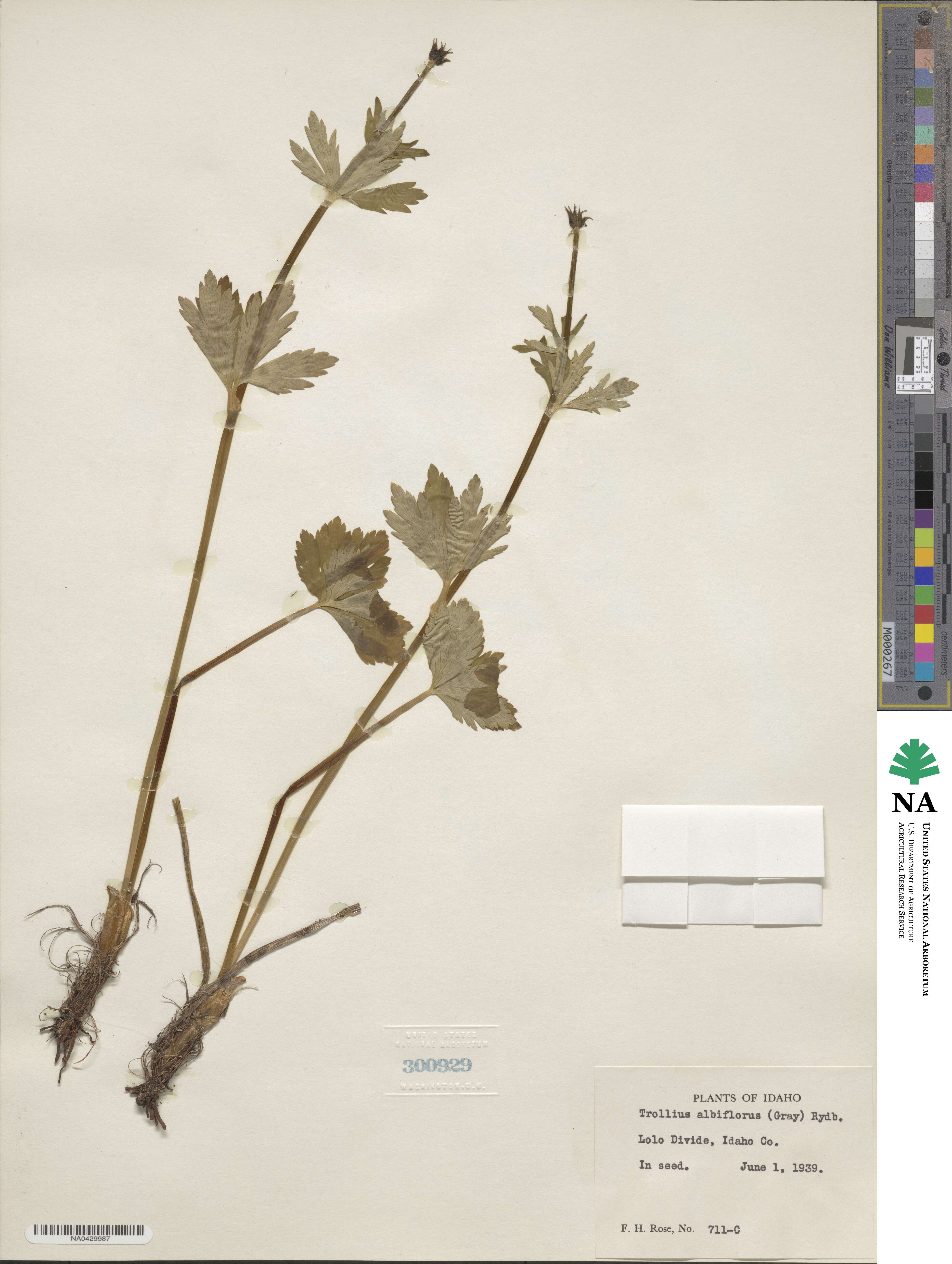 Trollius laxus image