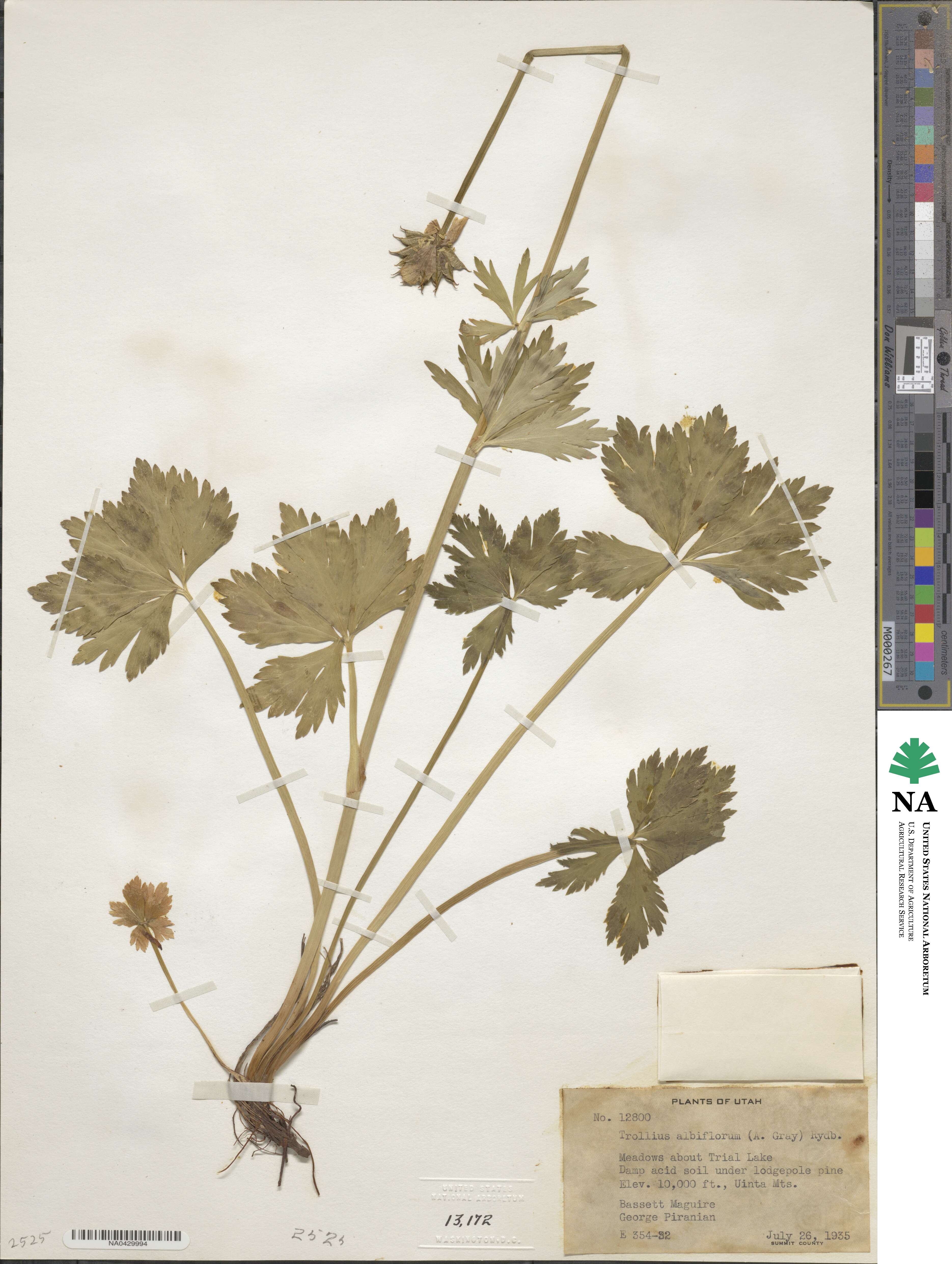Trollius laxus image