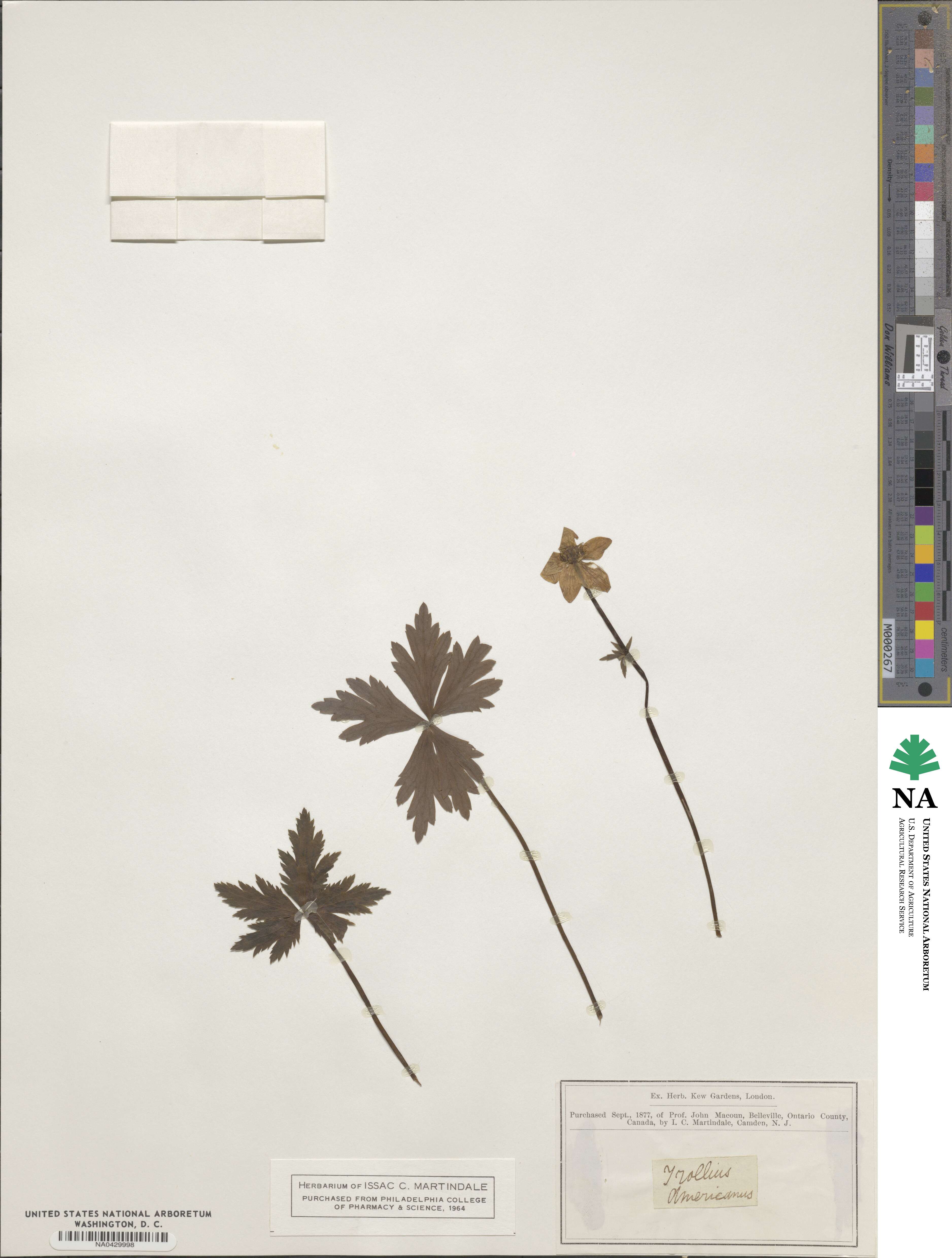 Trollius laxus subsp. laxus image