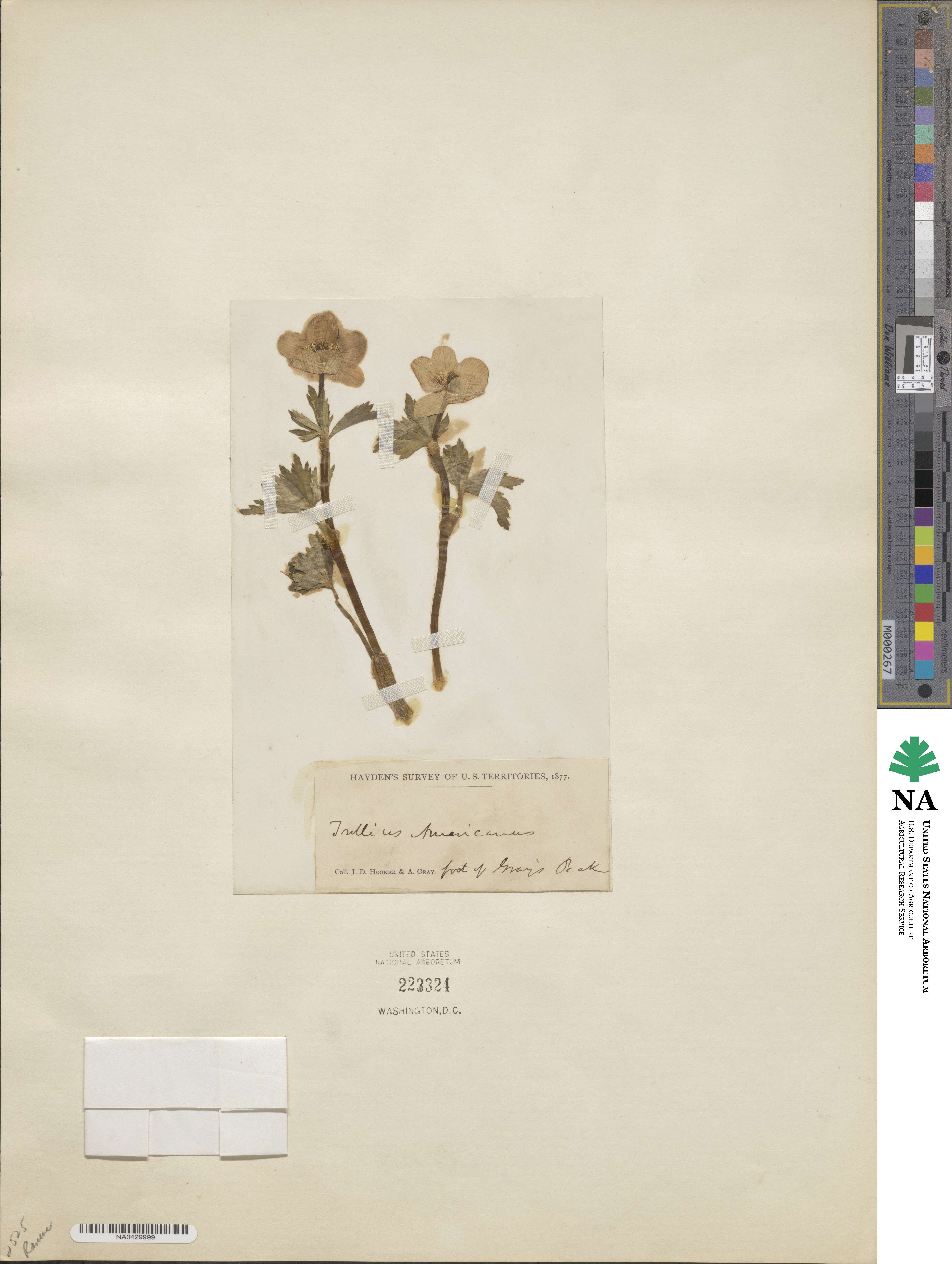 Trollius laxus subsp. laxus image