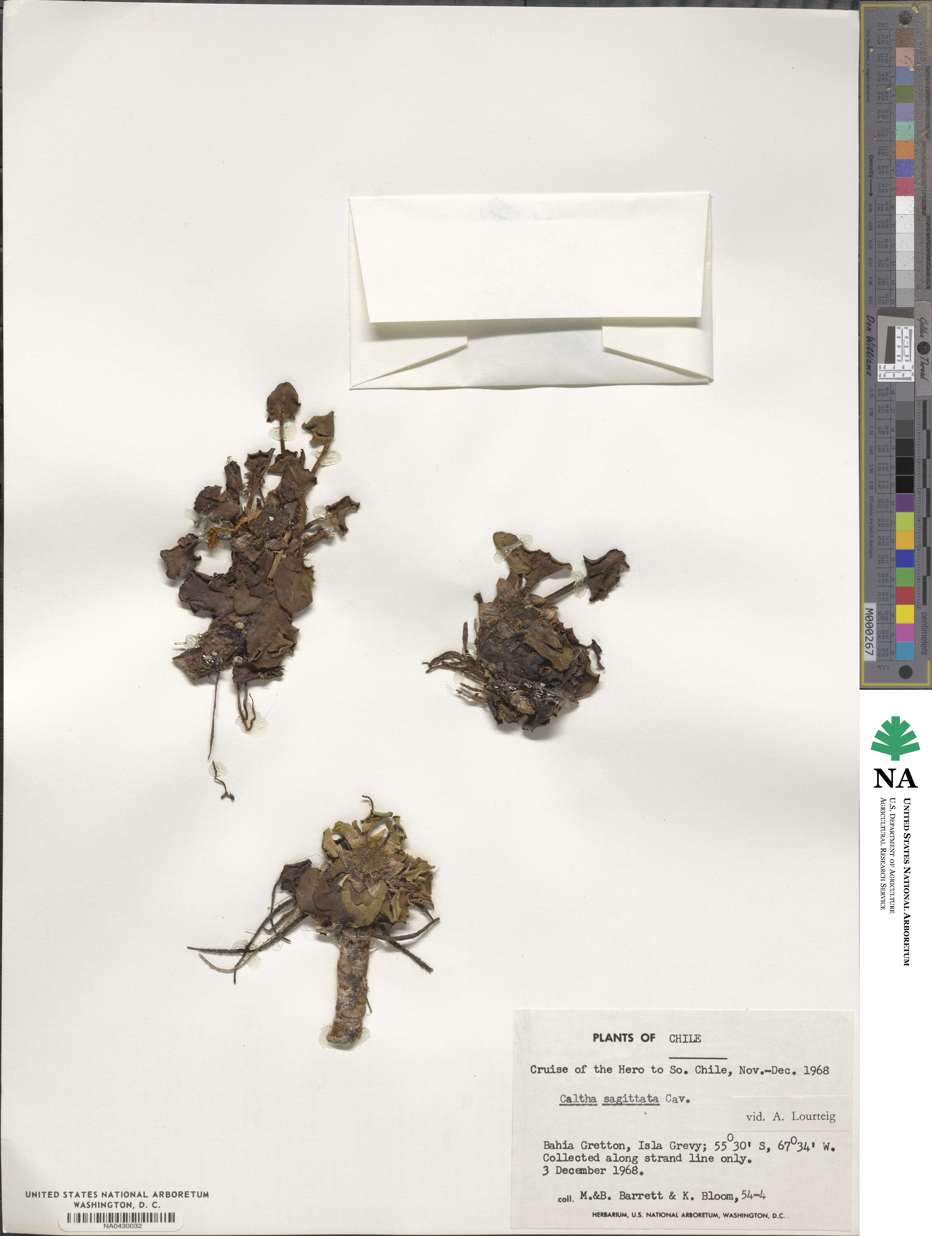 Caltha sagittata image