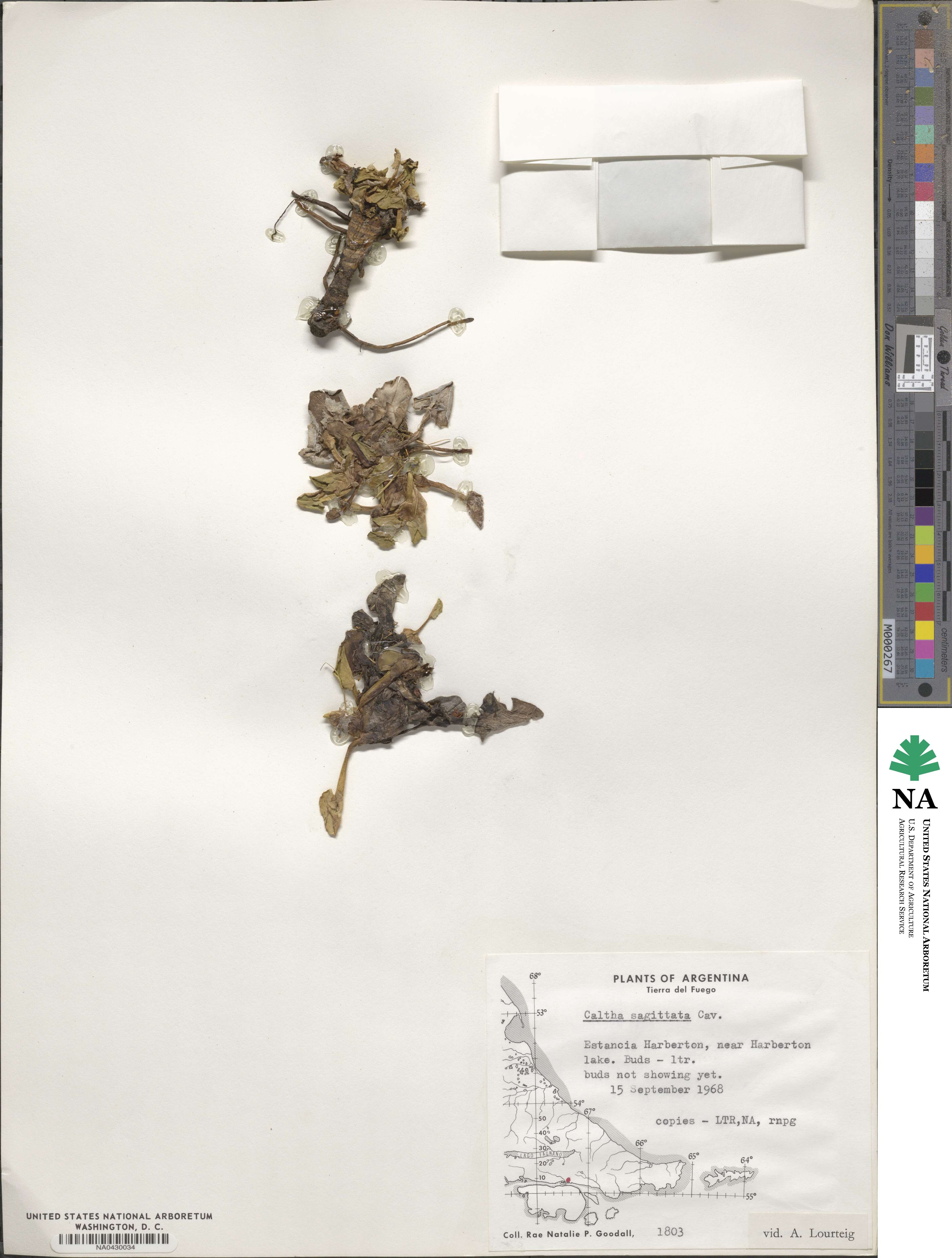 Caltha sagittata image