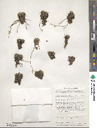 Caltha dioneifolia image