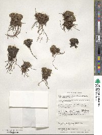Caltha dioneifolia image