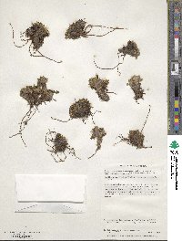 Caltha dioneifolia image