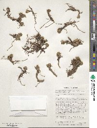 Caltha dioneifolia image