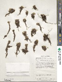 Caltha dioneifolia image