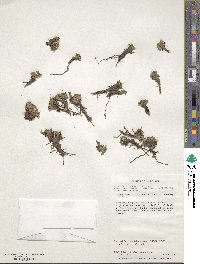 Caltha dioneifolia image