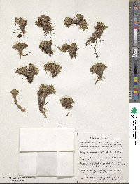 Caltha dioneifolia image