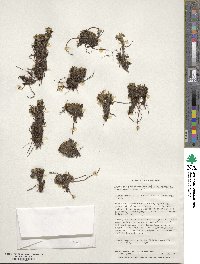 Caltha dioneifolia image