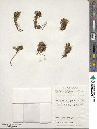 Caltha dioneifolia image