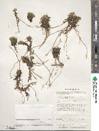 Caltha dioneifolia image