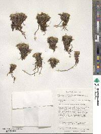 Caltha dioneifolia image
