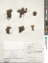 Caltha dioneifolia image