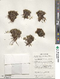 Caltha dioneifolia image
