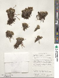 Caltha dioneifolia image