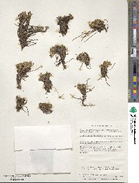 Caltha dioneifolia image