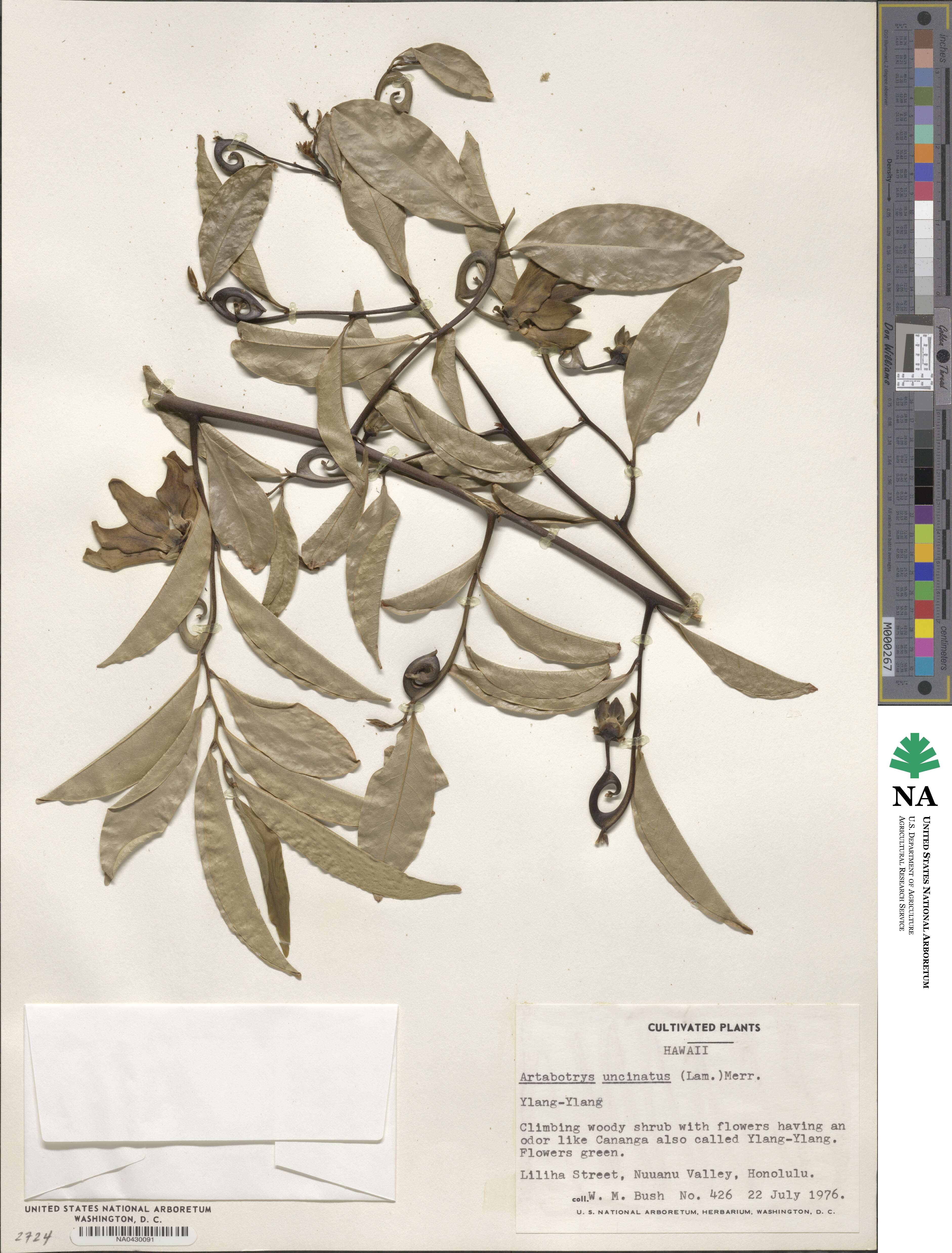 Artabotrys hexapetalus image