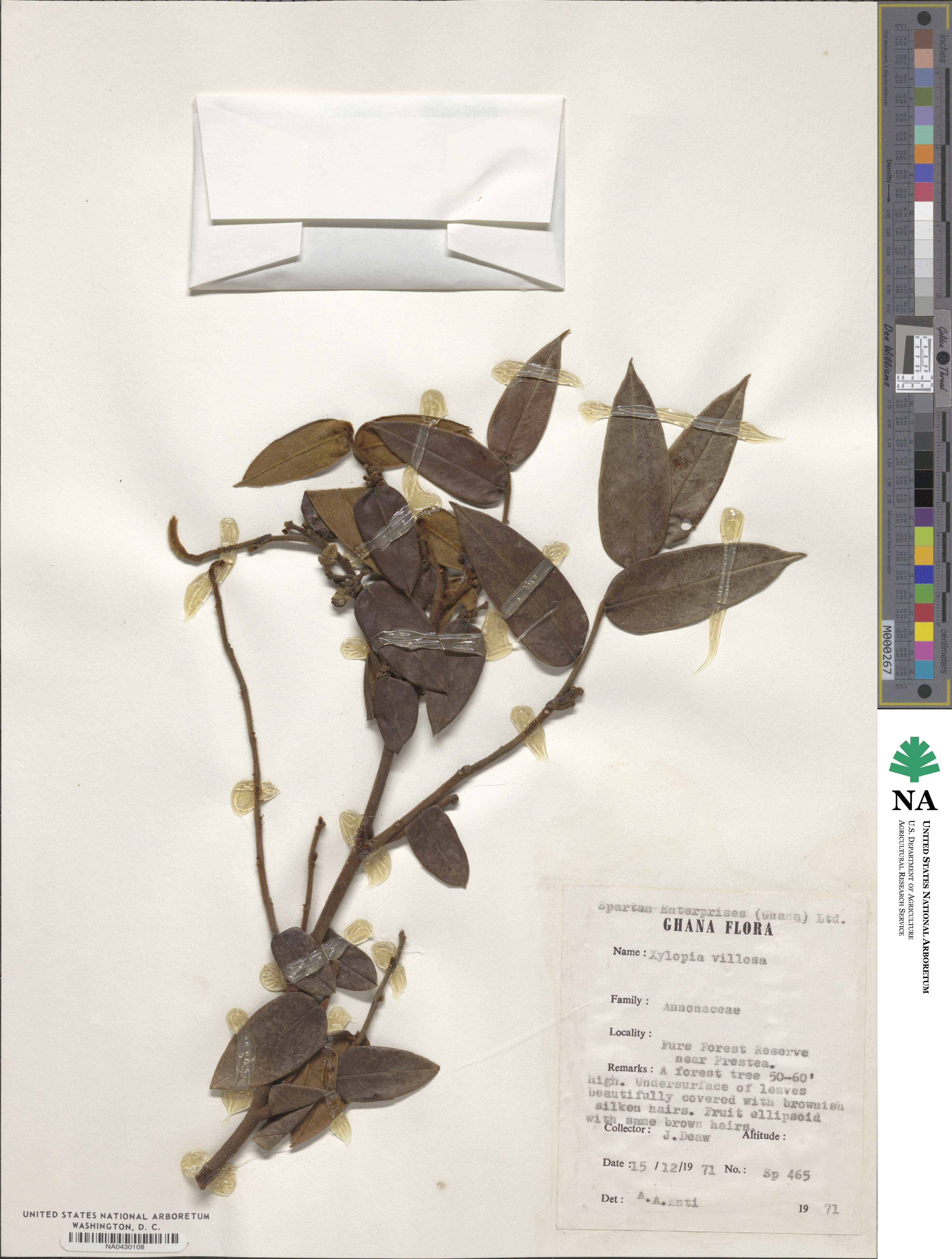 Xylopia villosa image