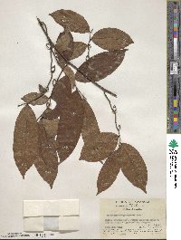 Image of Artabotrys hongkongensis