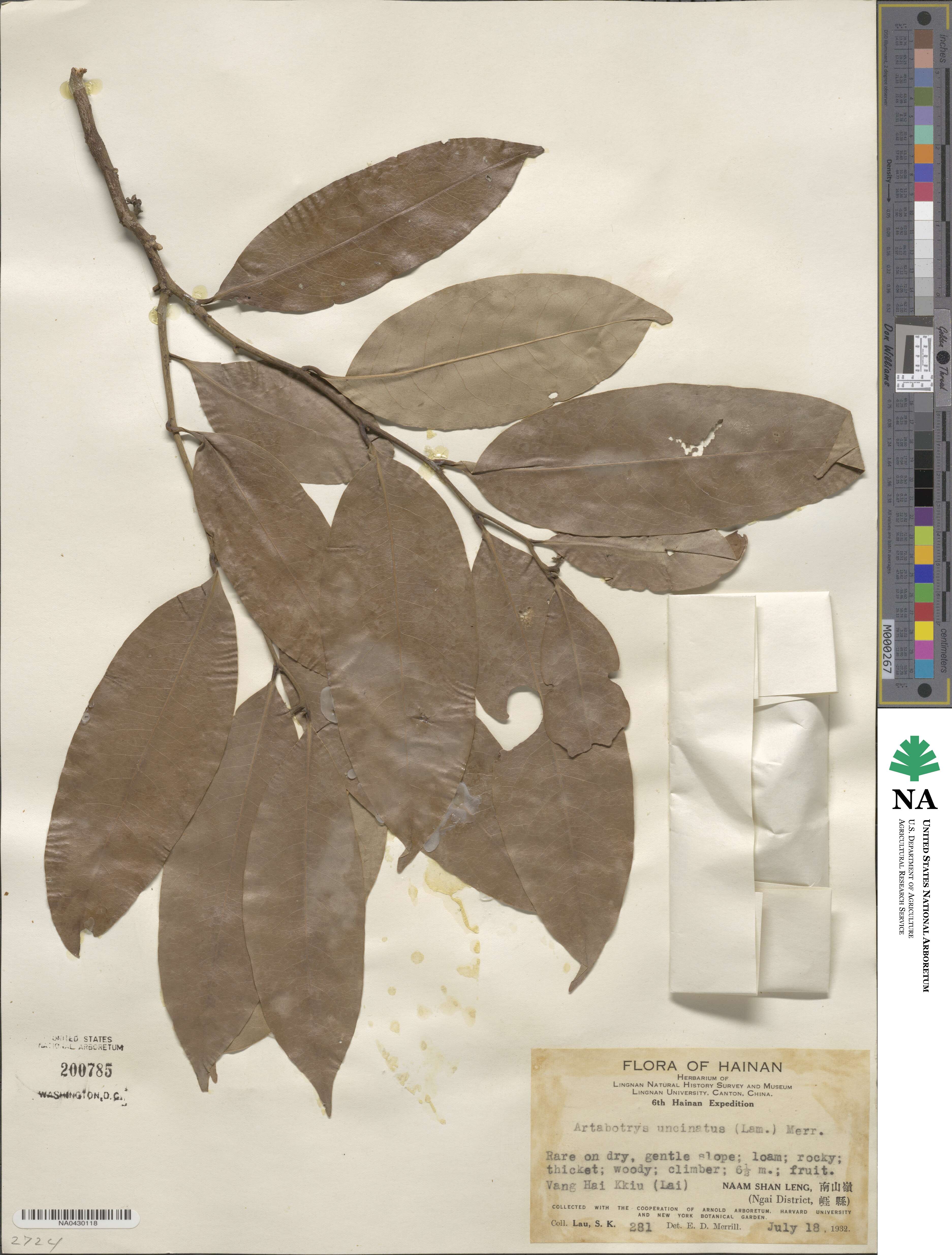 Artabotrys hexapetalus image