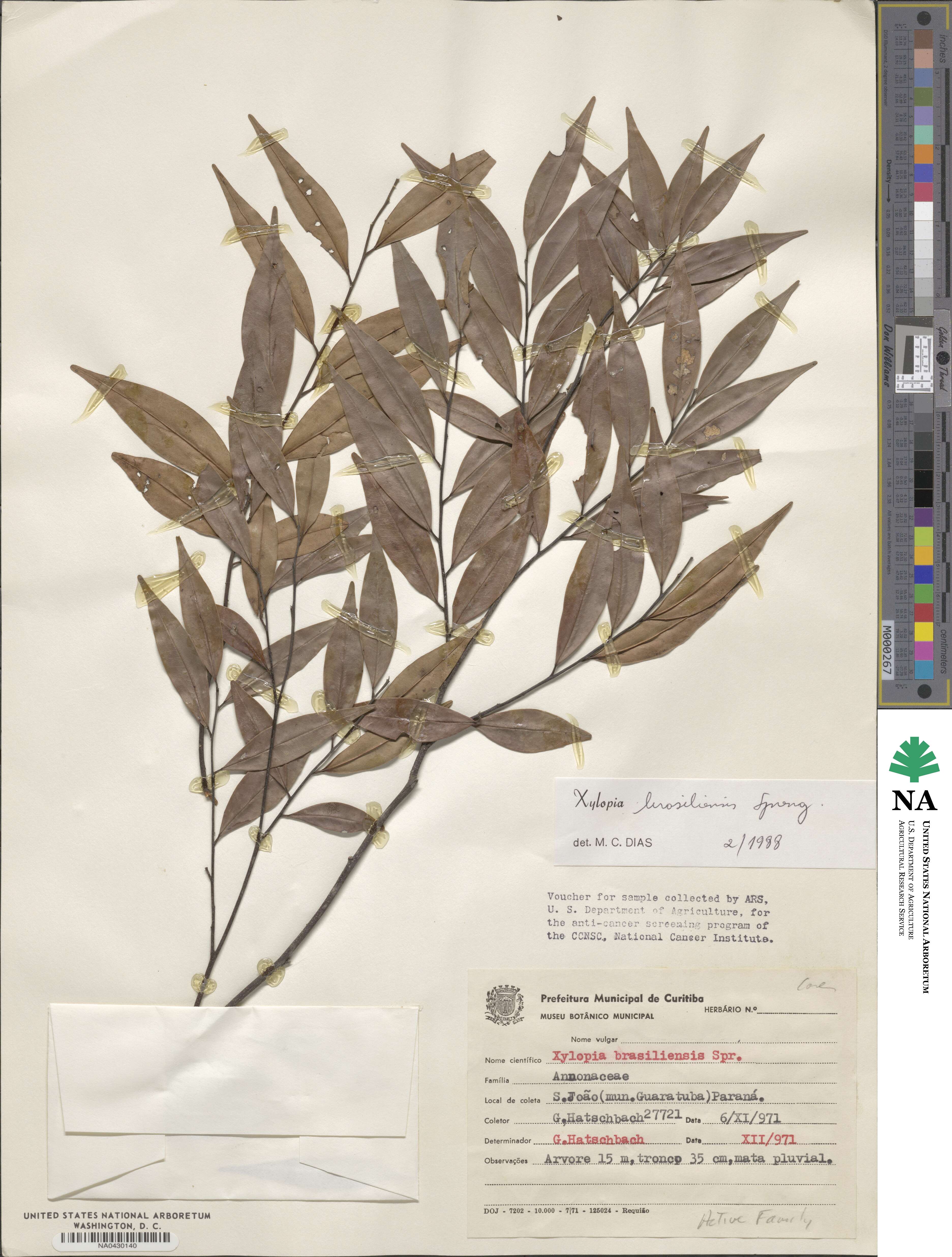 Xylopia brasiliensis image