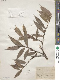 Media resource of Xylopia densiflora