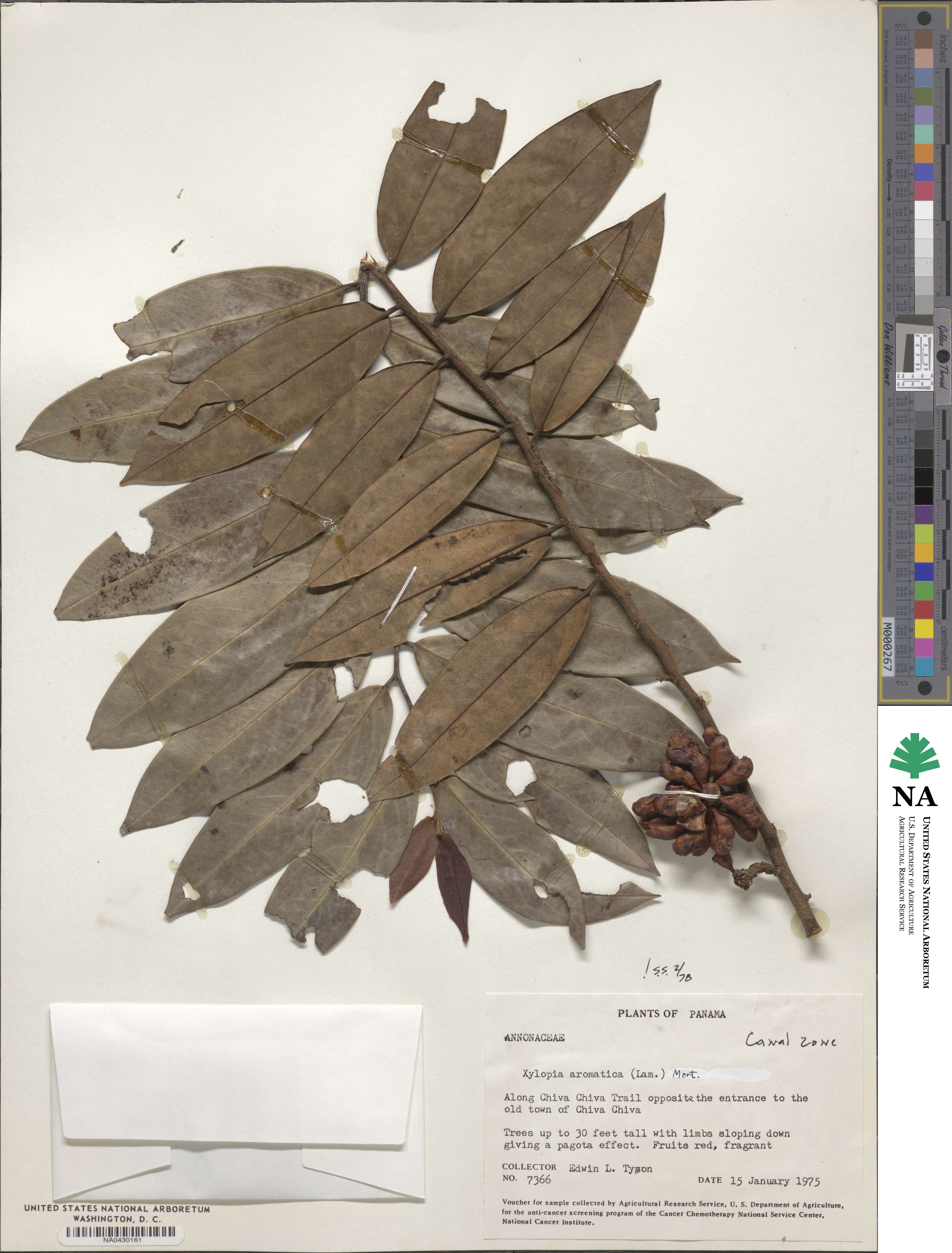 Xylopia aromatica image