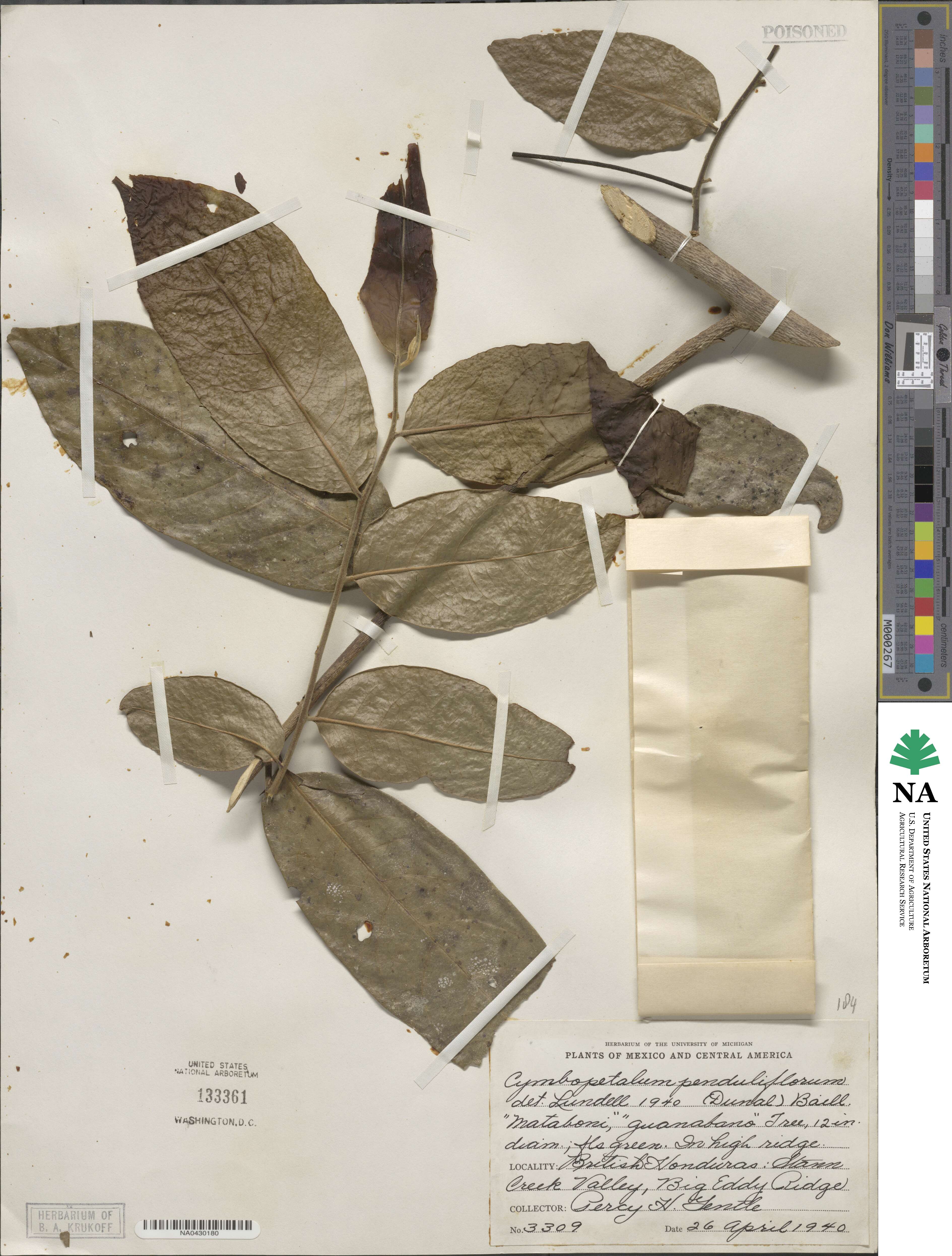Cymbopetalum image