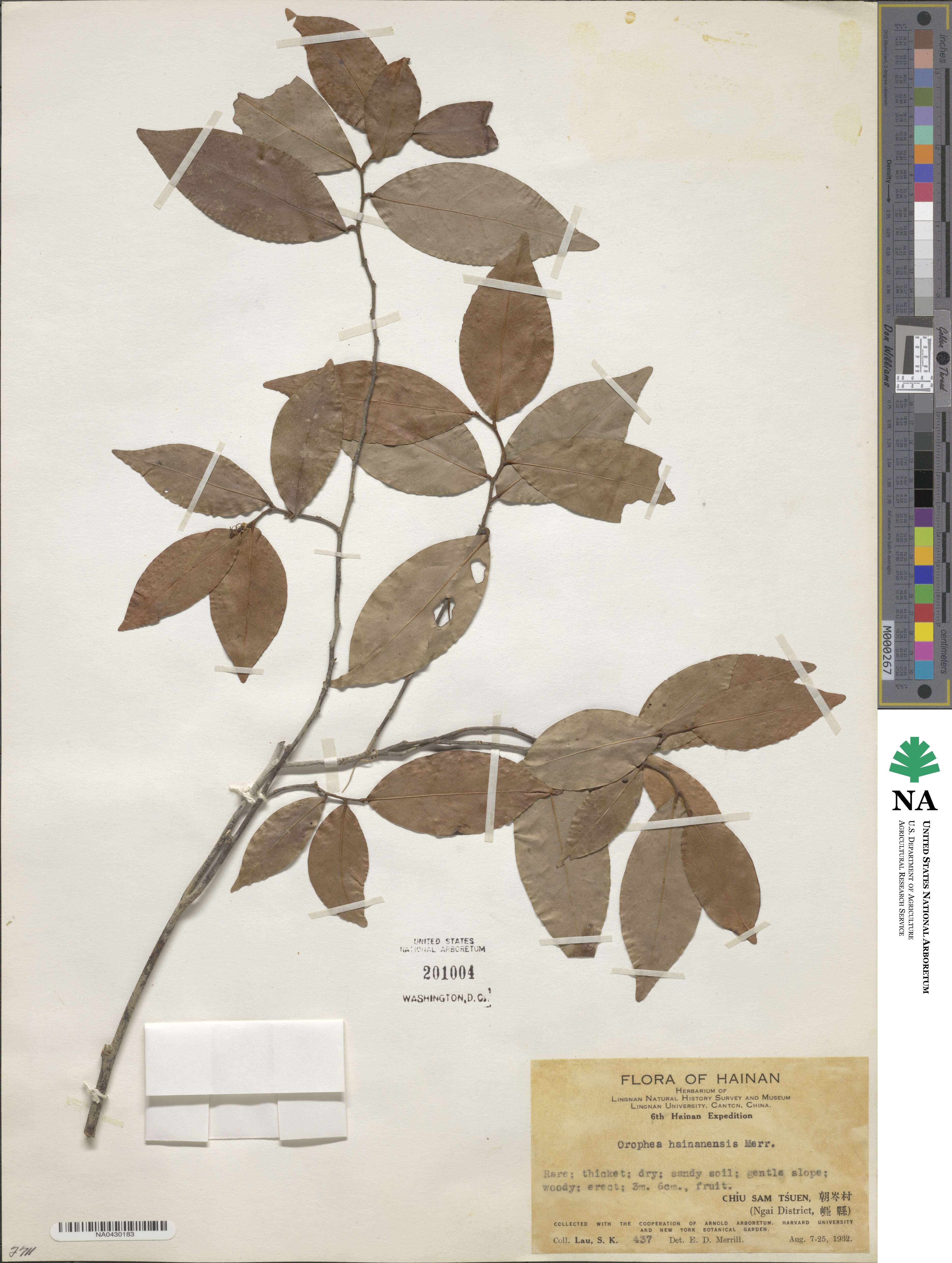 Orophea image