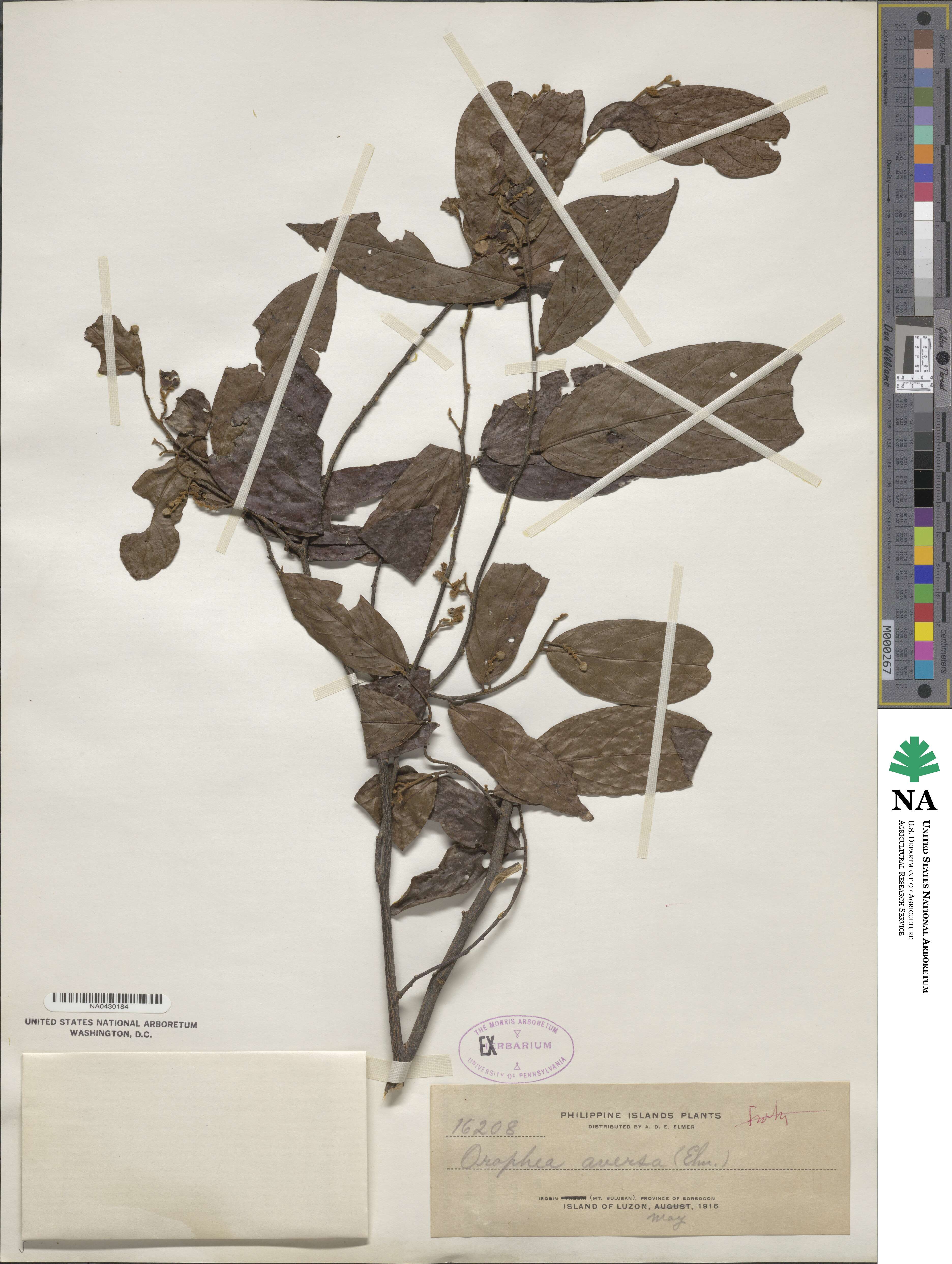 Orophea cumingiana image