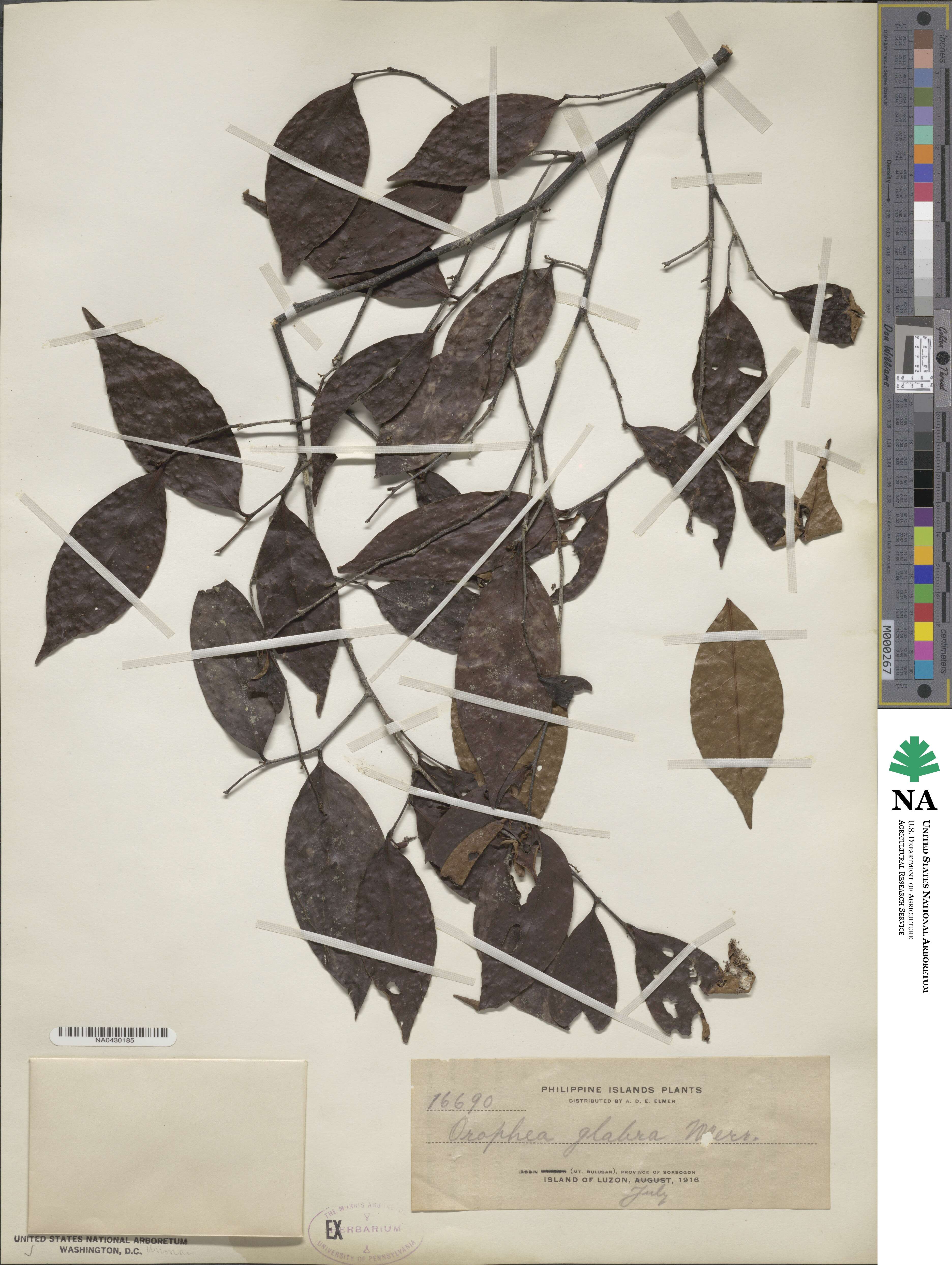 Orophea glabra image
