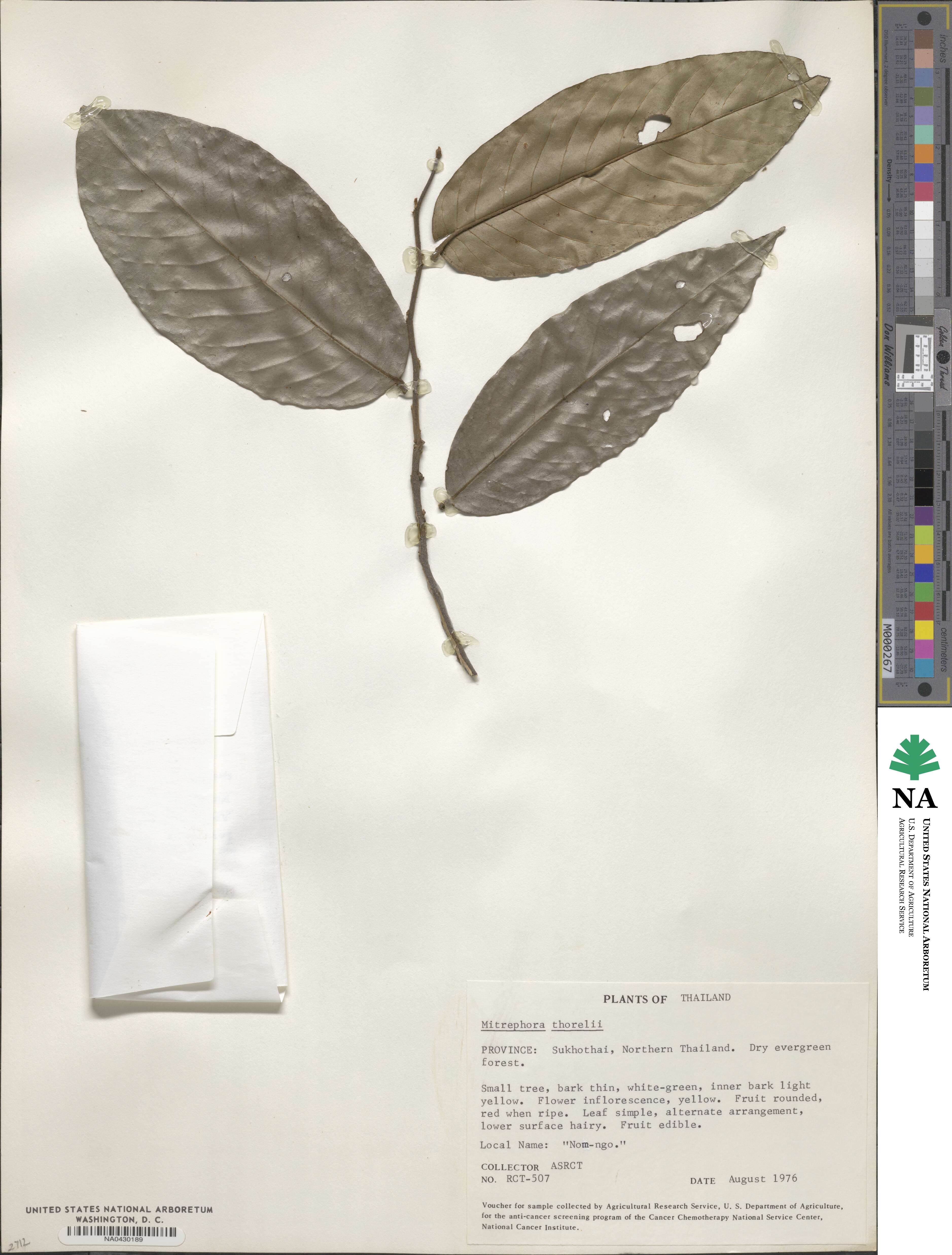 Mitrephora tomentosa image