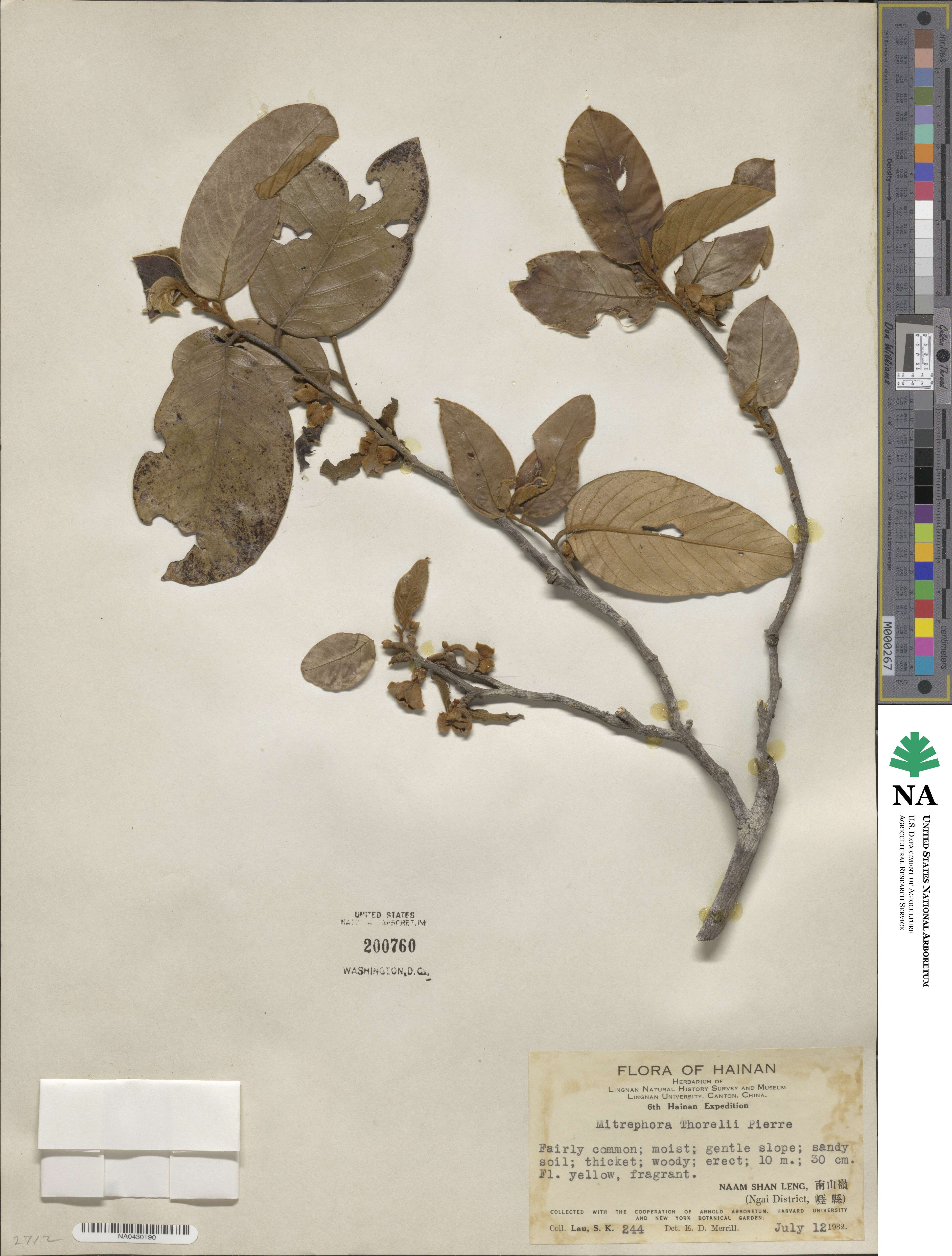 Mitrephora tomentosa image