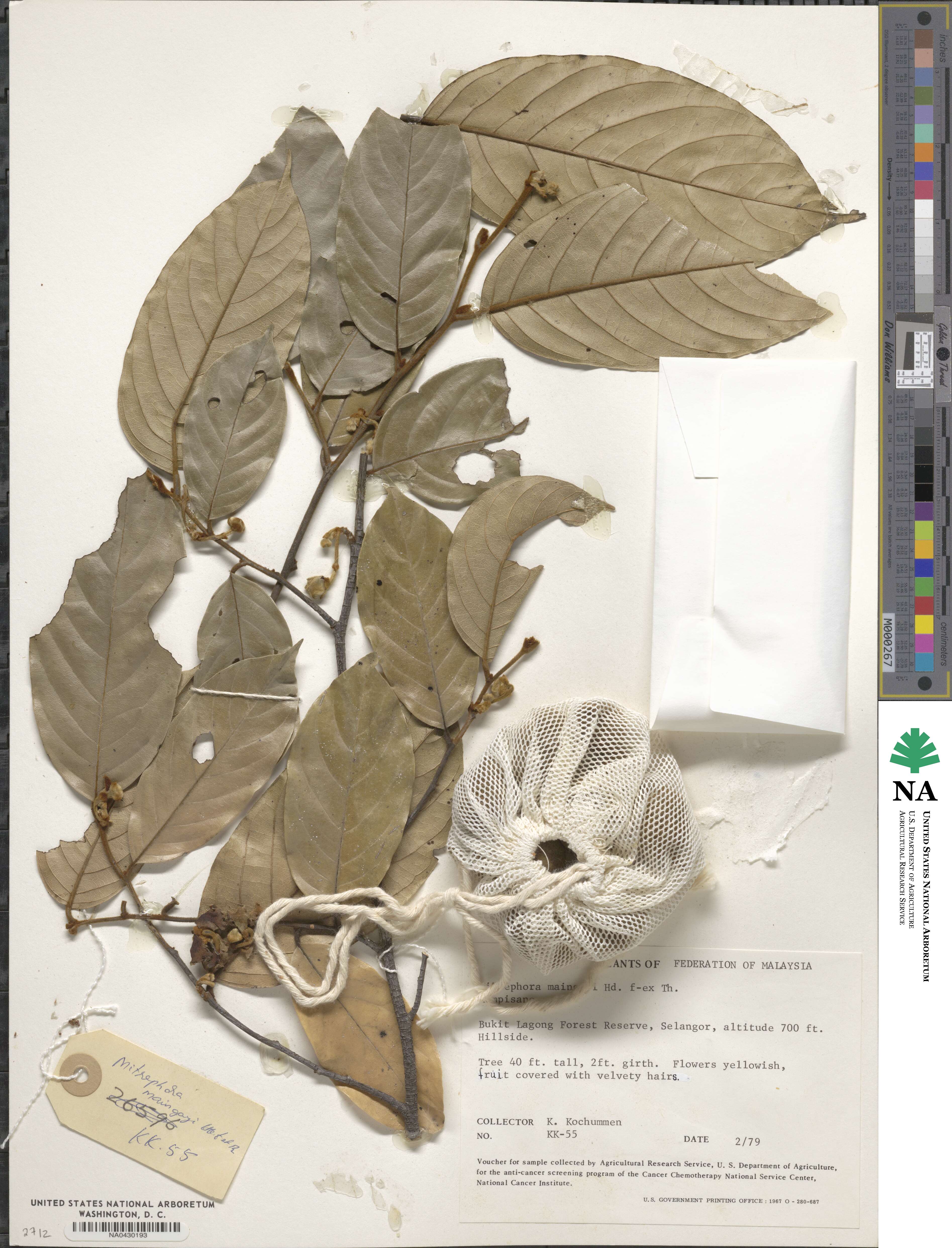 Mitrephora teysmannii image