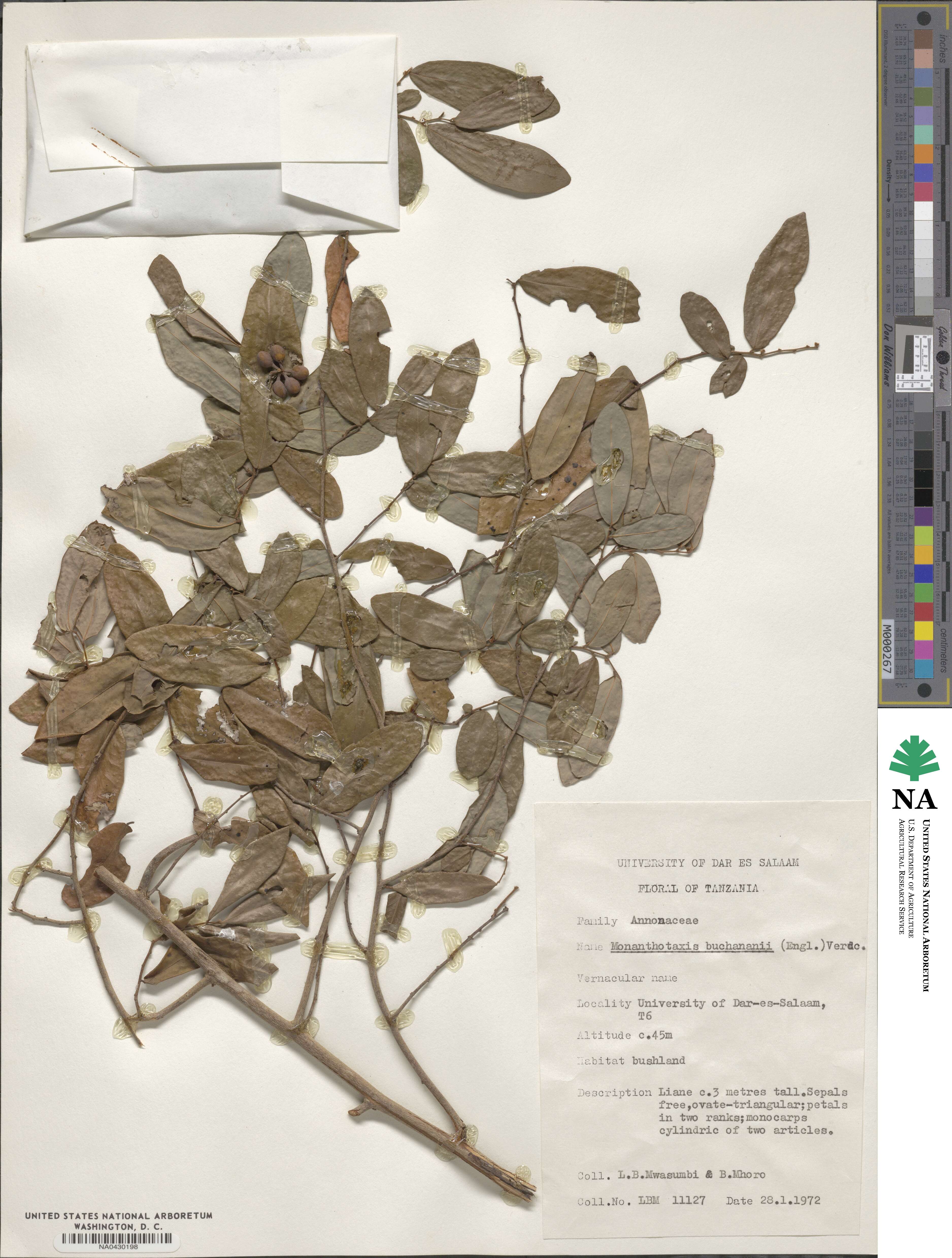 Monanthotaxis buchananii image